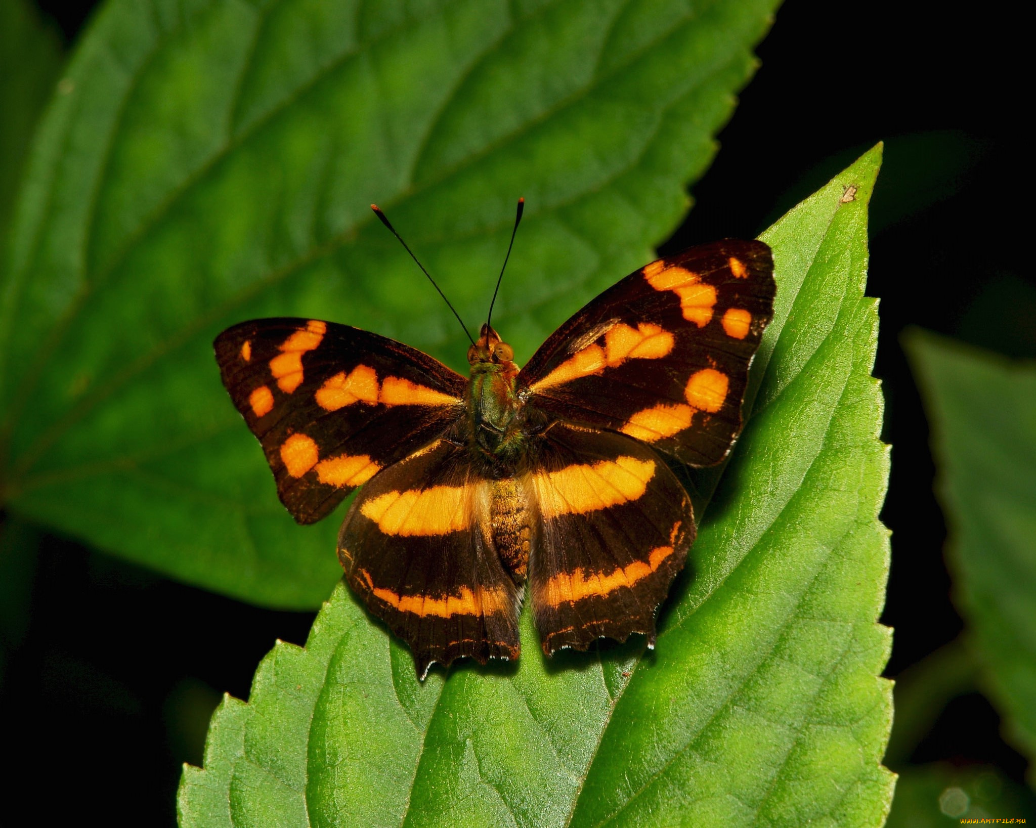 животные, бабочки, , мотыльки, , моли, бабочка