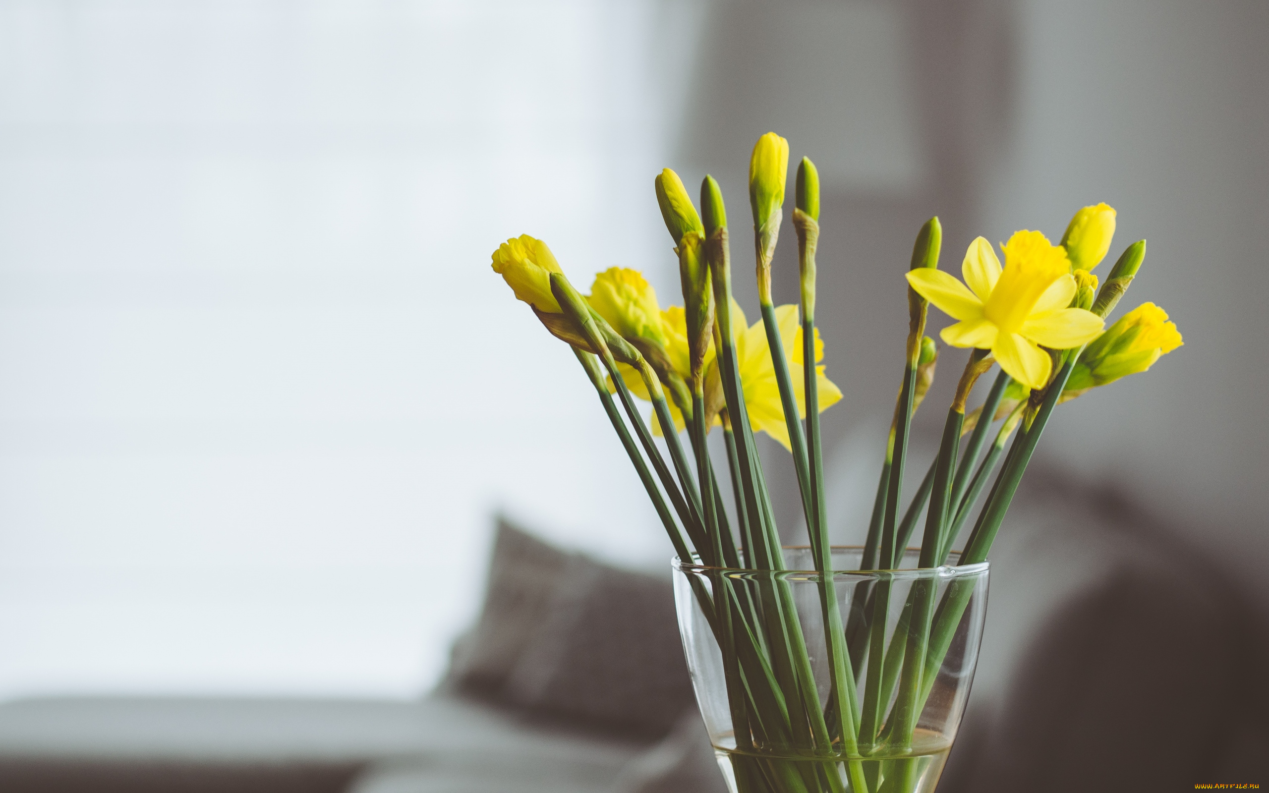 цветы, нарциссы, желтый
