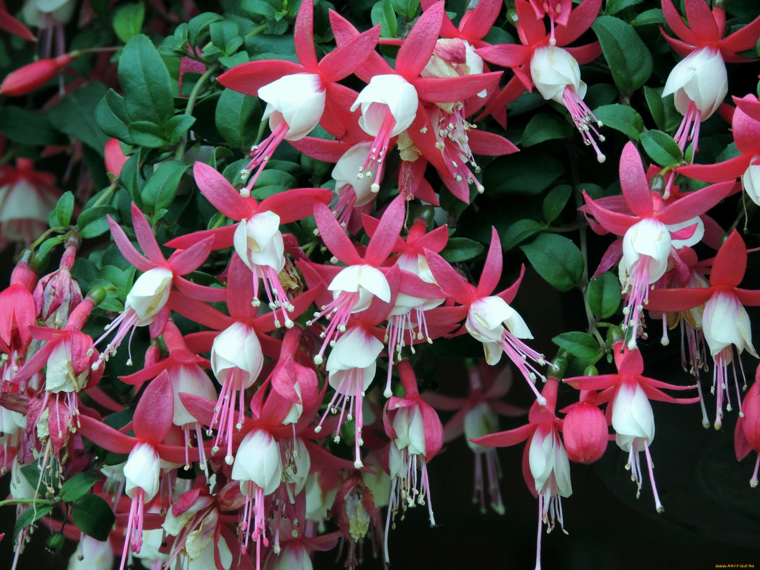 цветы, фуксия, белый, розовый, много