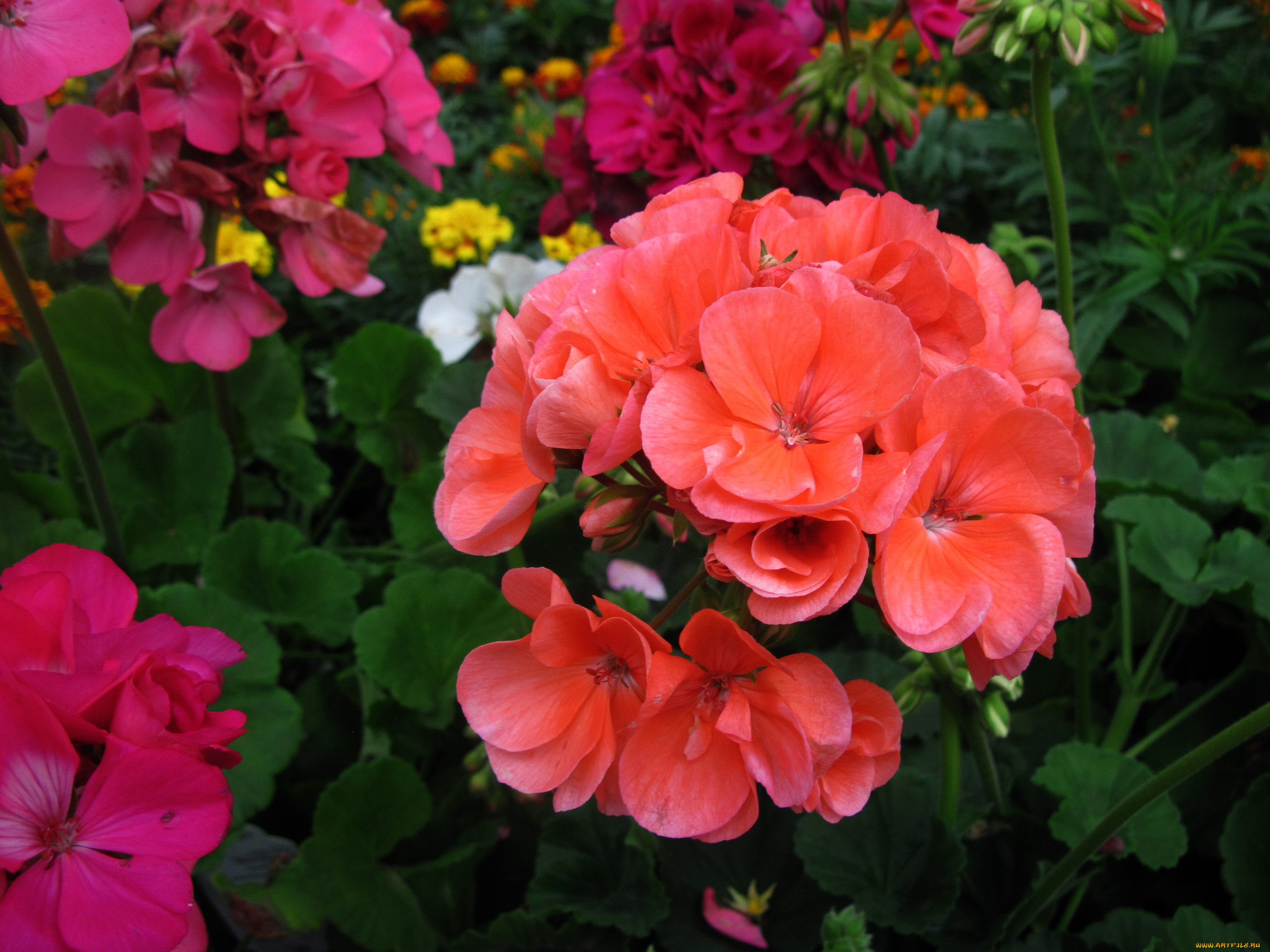 цветы, герань, соцветие