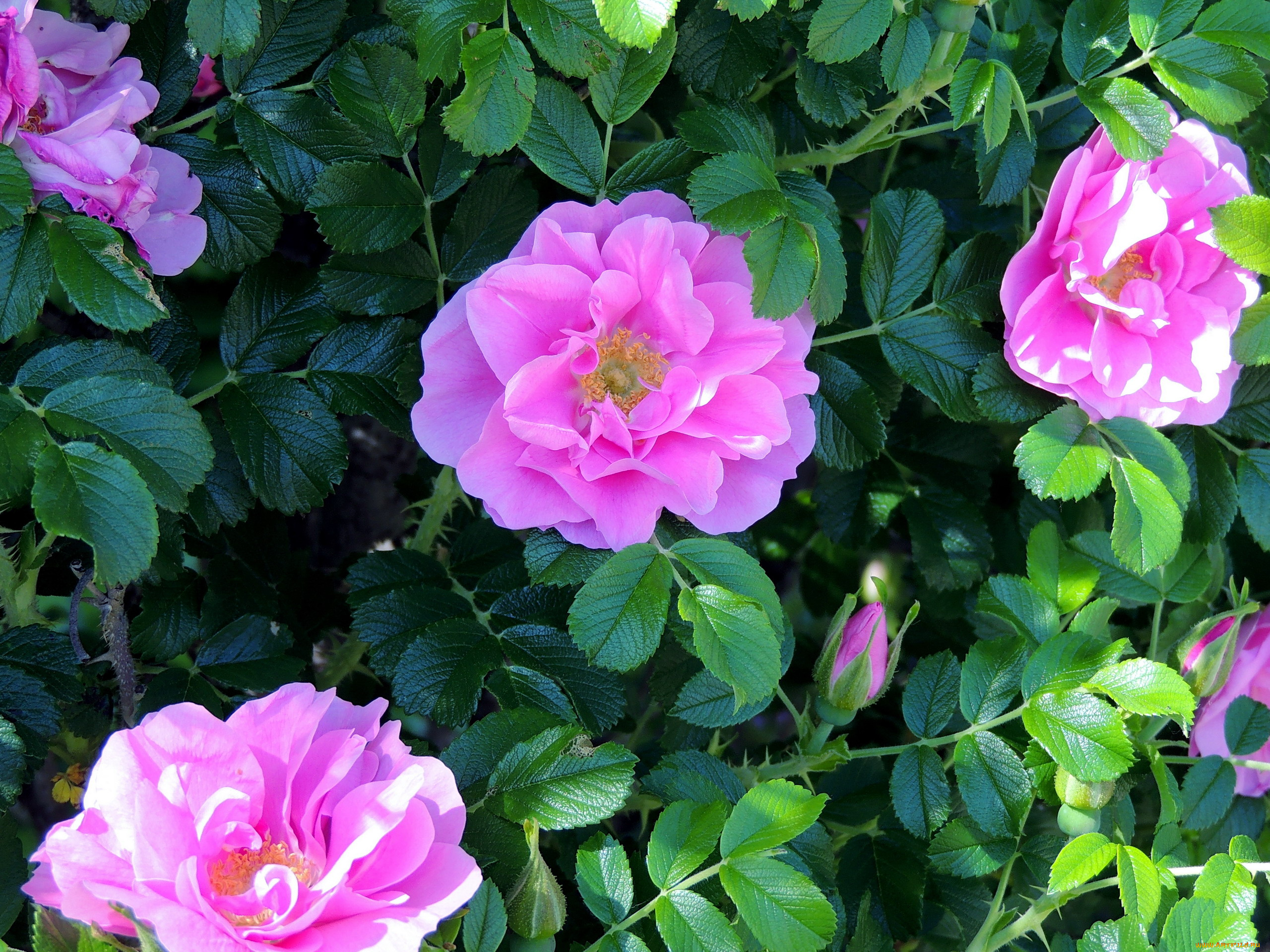 цветы, шиповник, розовый