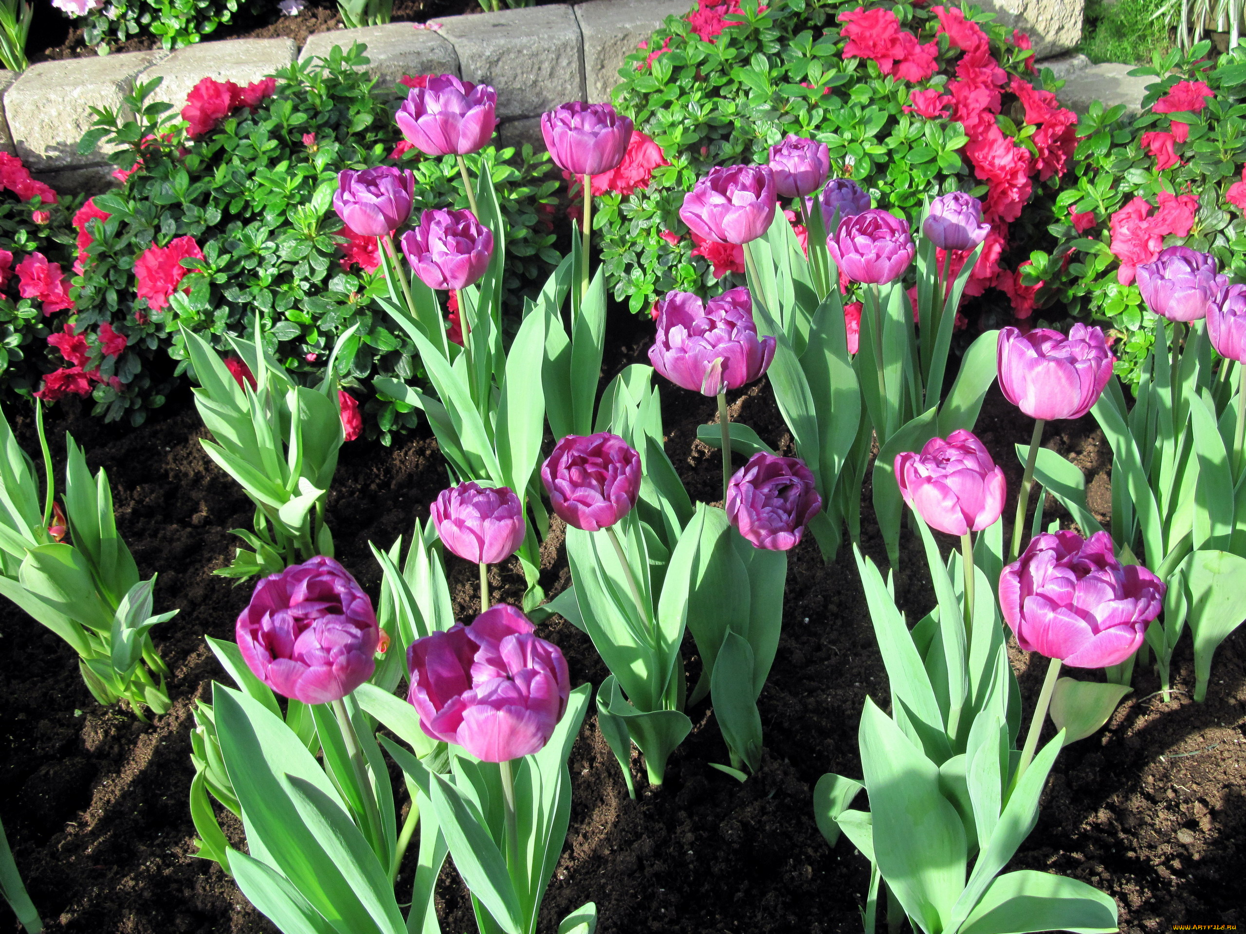 цветы, тюльпаны, бутоны