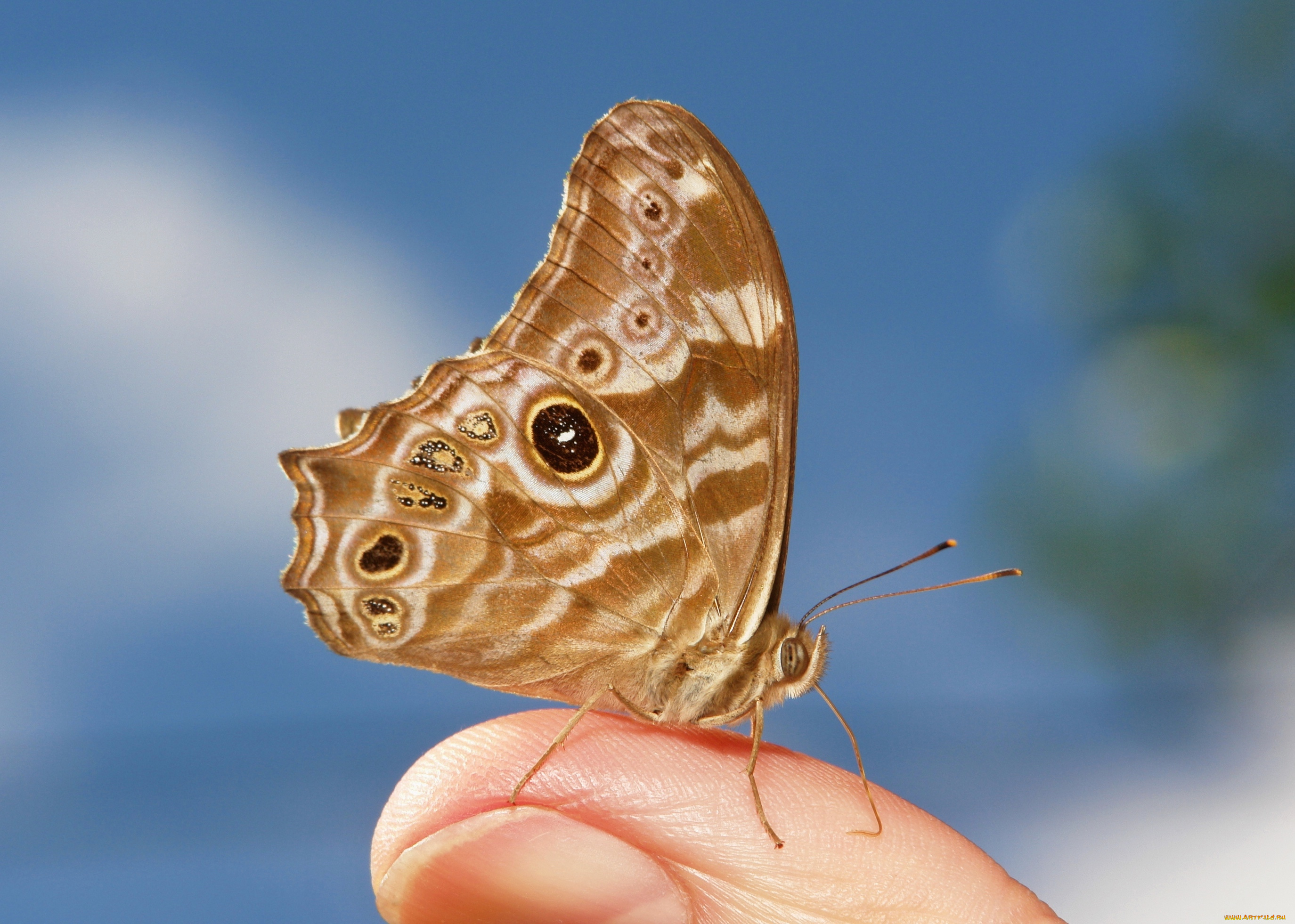 животные, бабочки, , мотыльки, , моли, бабочка