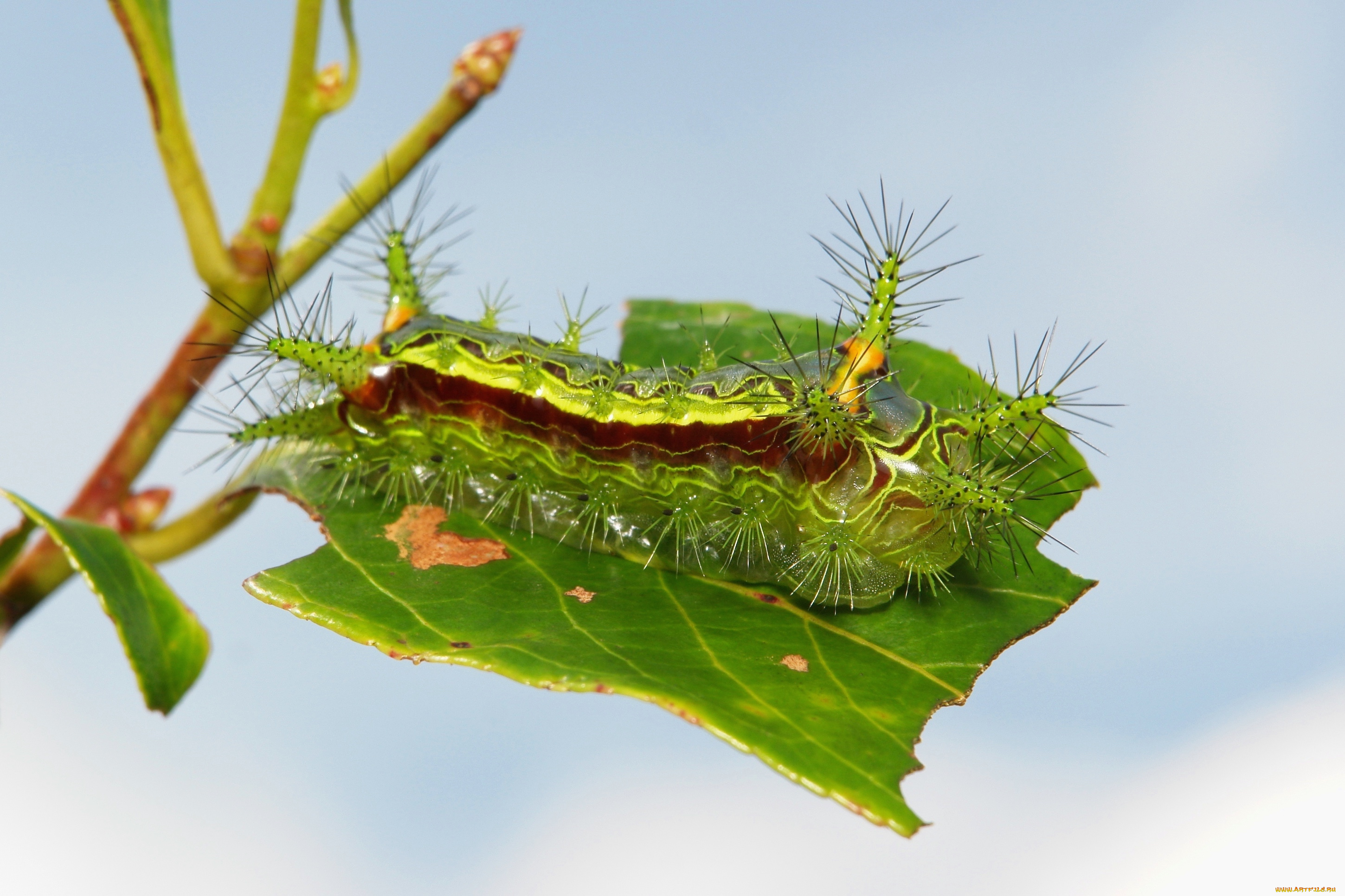 животные, гусеницы, гусеница