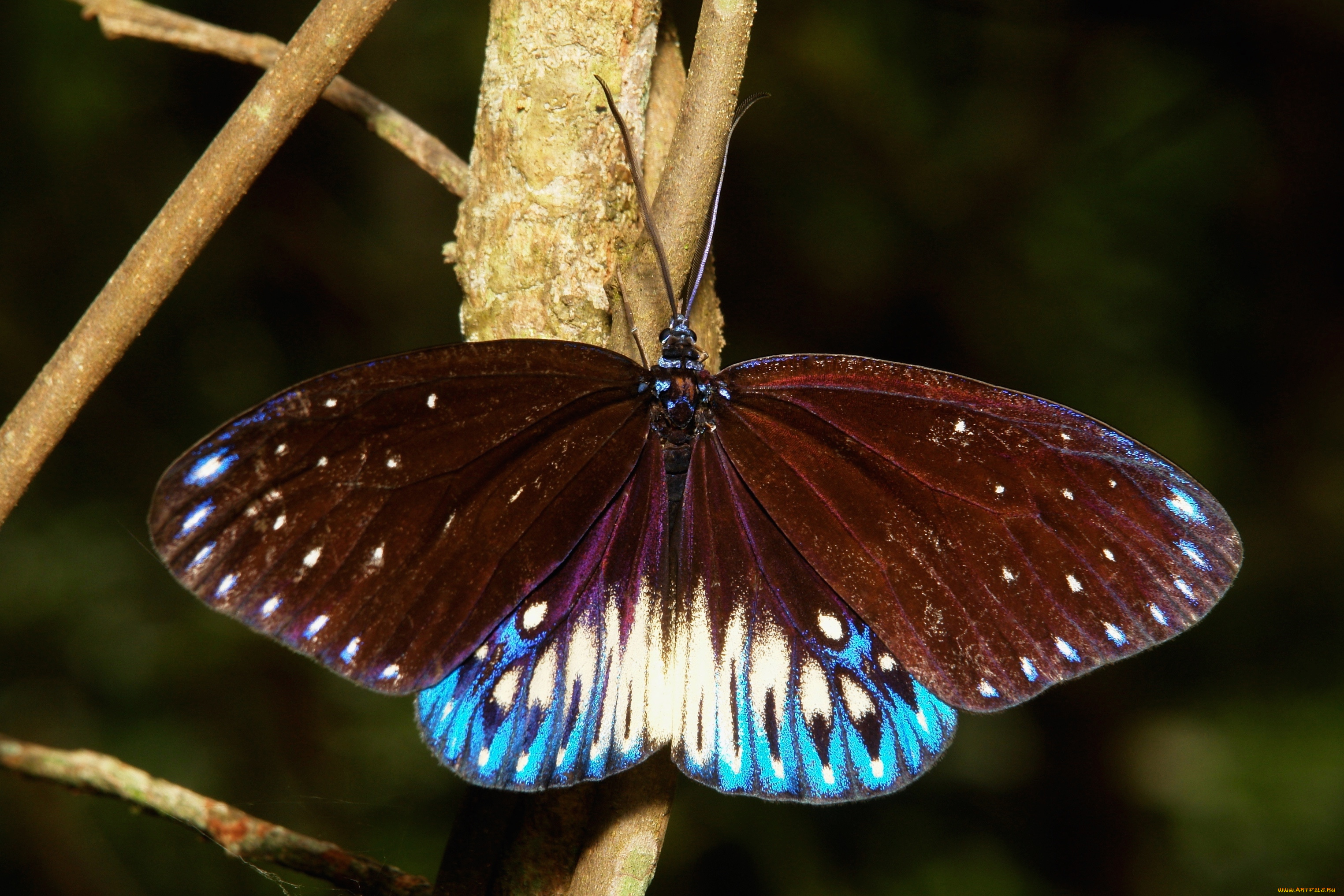 животные, бабочки, , мотыльки, , моли, бабочка