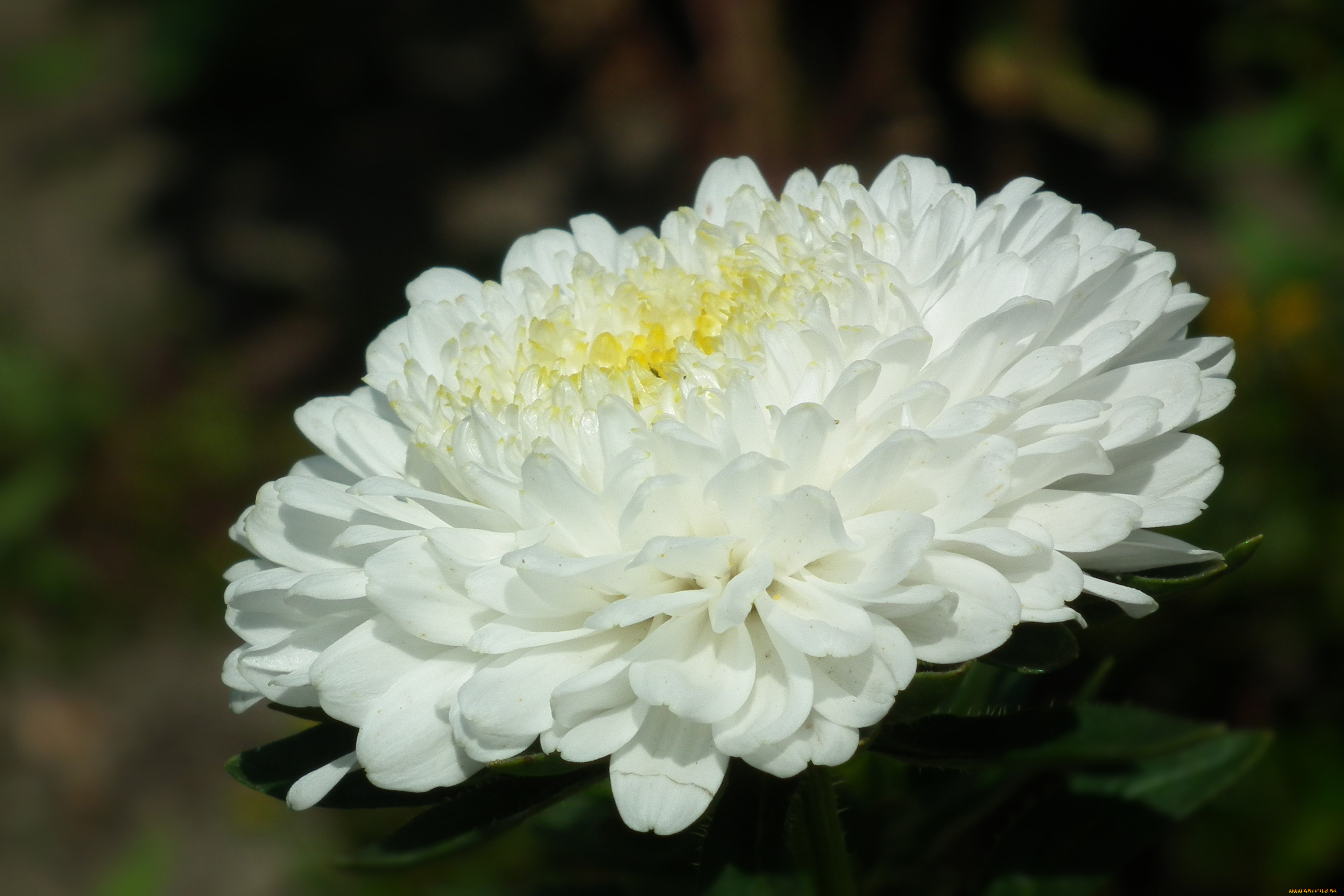 цветы, астры, макро