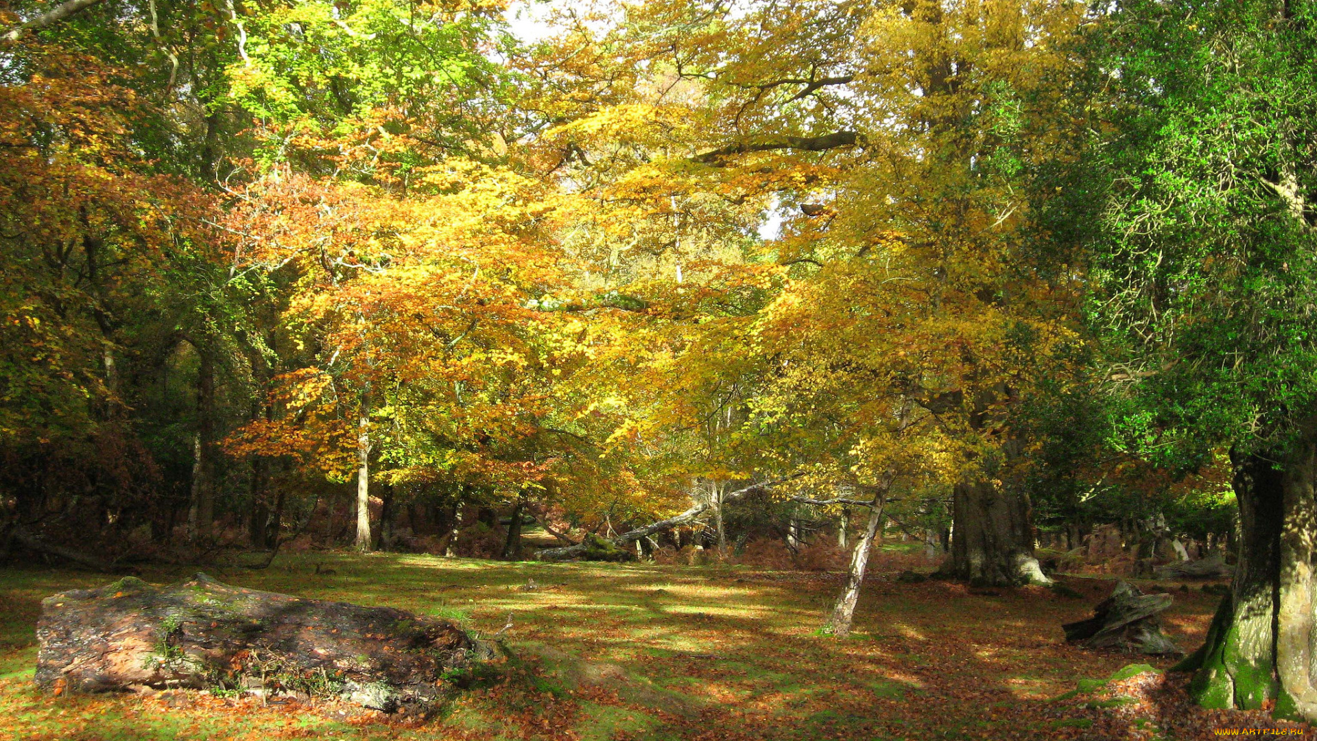 природа, лес, простор