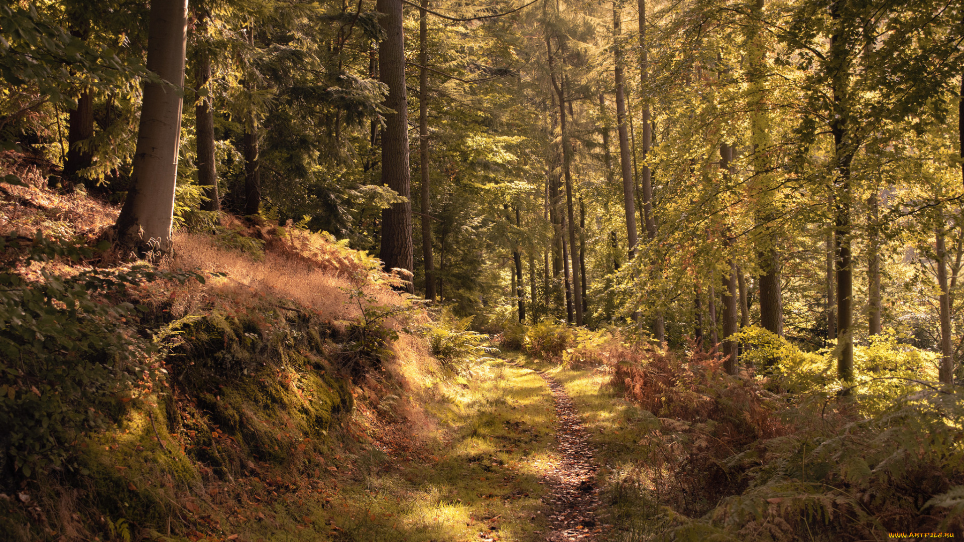 природа, лес, простор