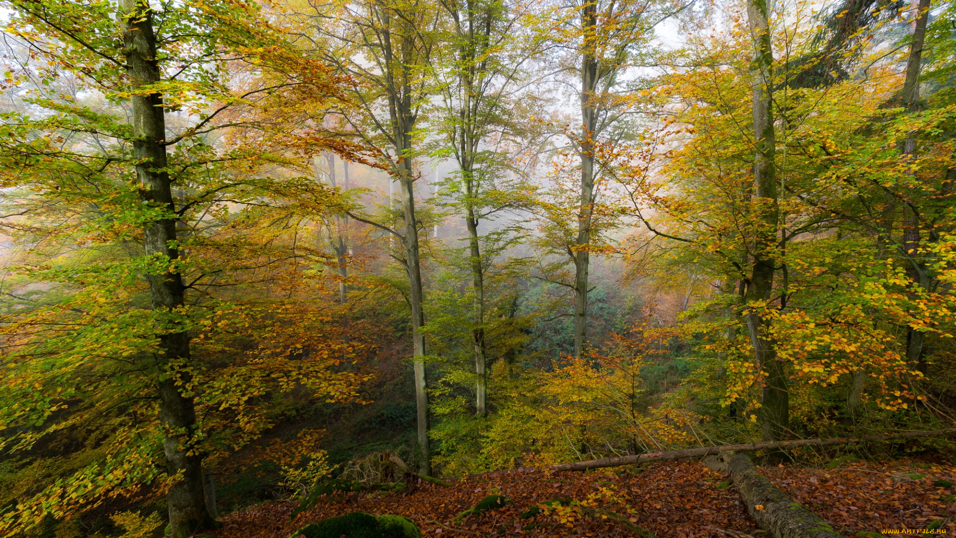 природа, лес, простор