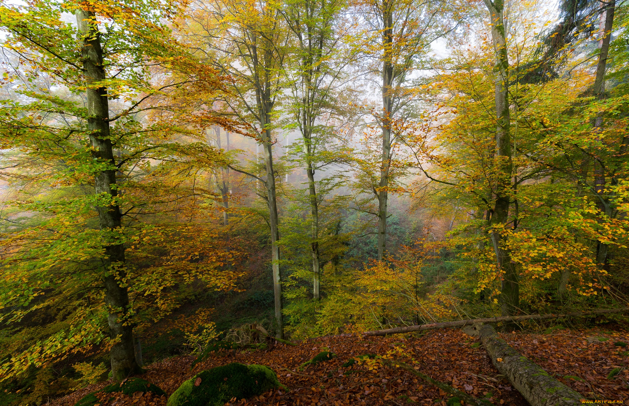 природа, лес, простор