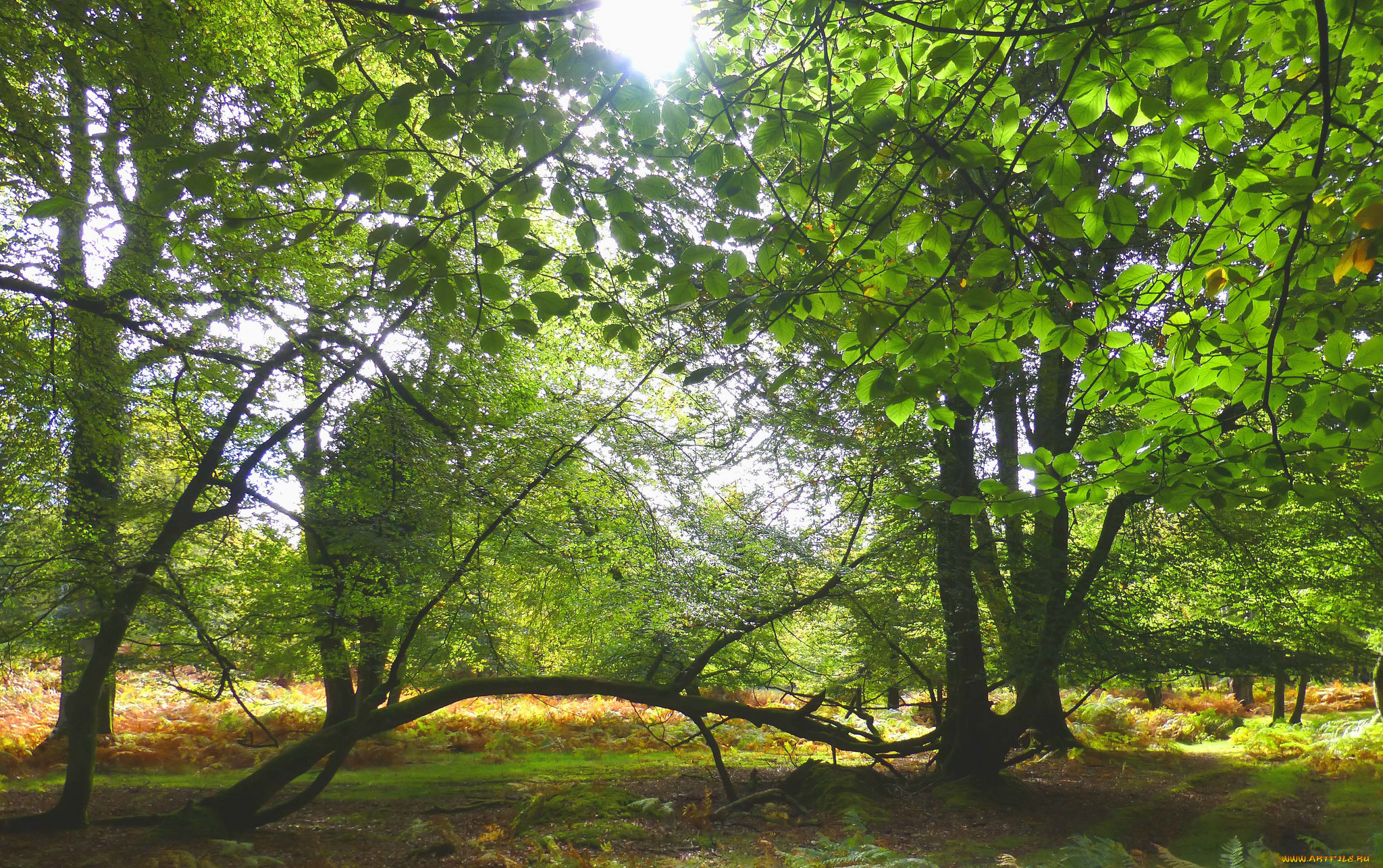 природа, лес, простор