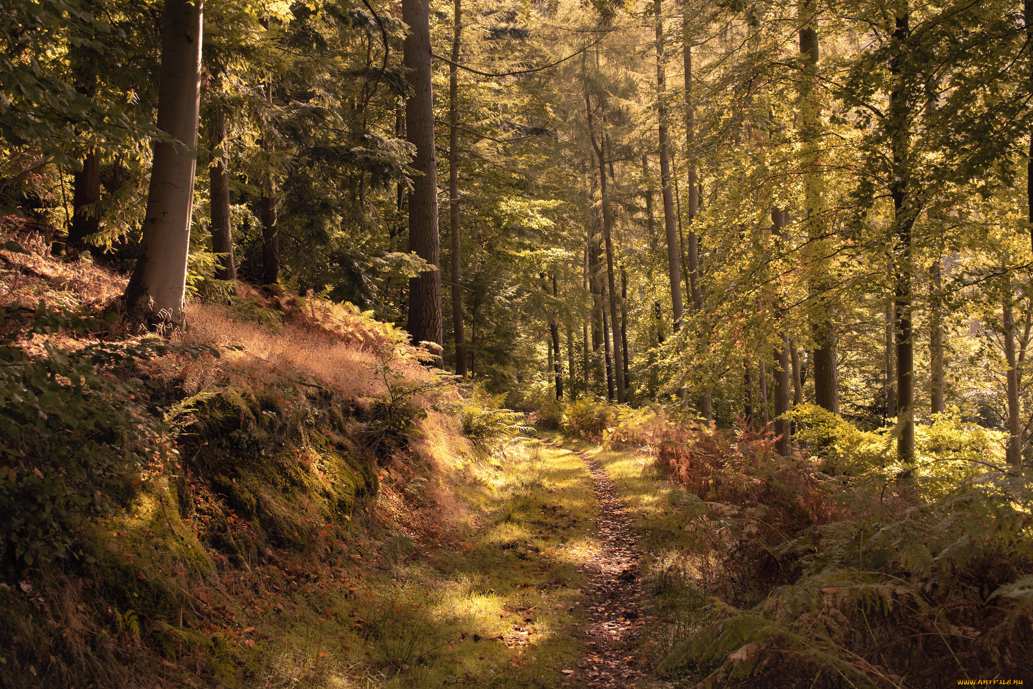 природа, лес, простор