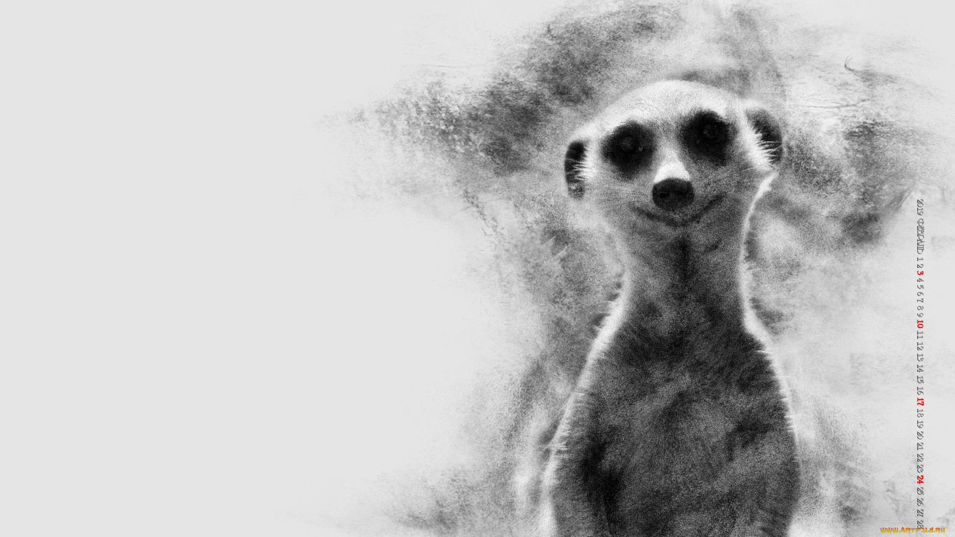 календари, компьютерный, дизайн, суррикат, животное