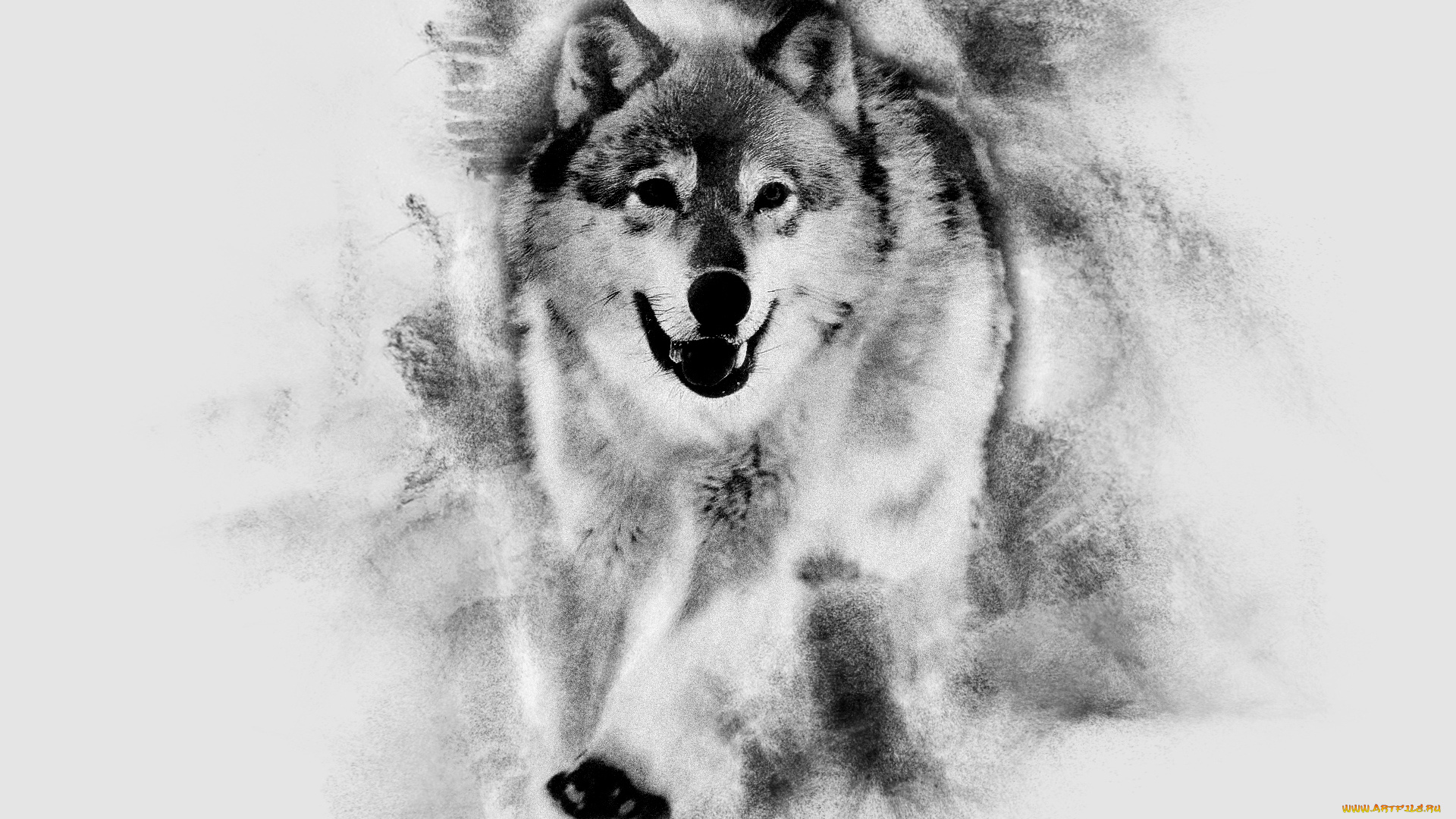 календари, компьютерный, дизайн, волк, животное