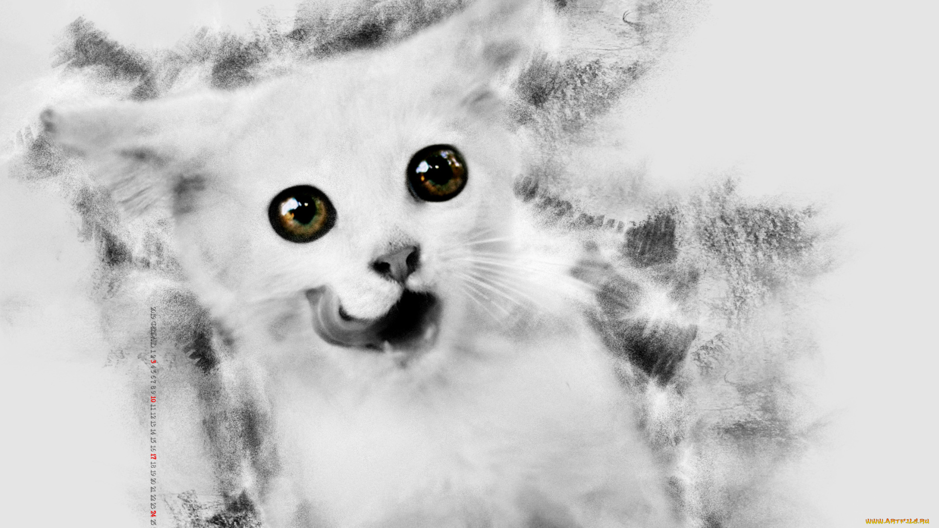 календари, компьютерный, дизайн, животное, кошка