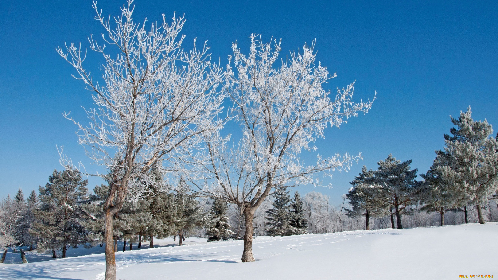 природа, деревья, ели, снег, зима, пейзаж, небо, сосны