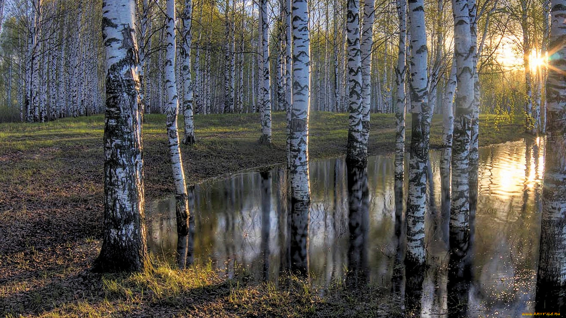 природа, лес, простор