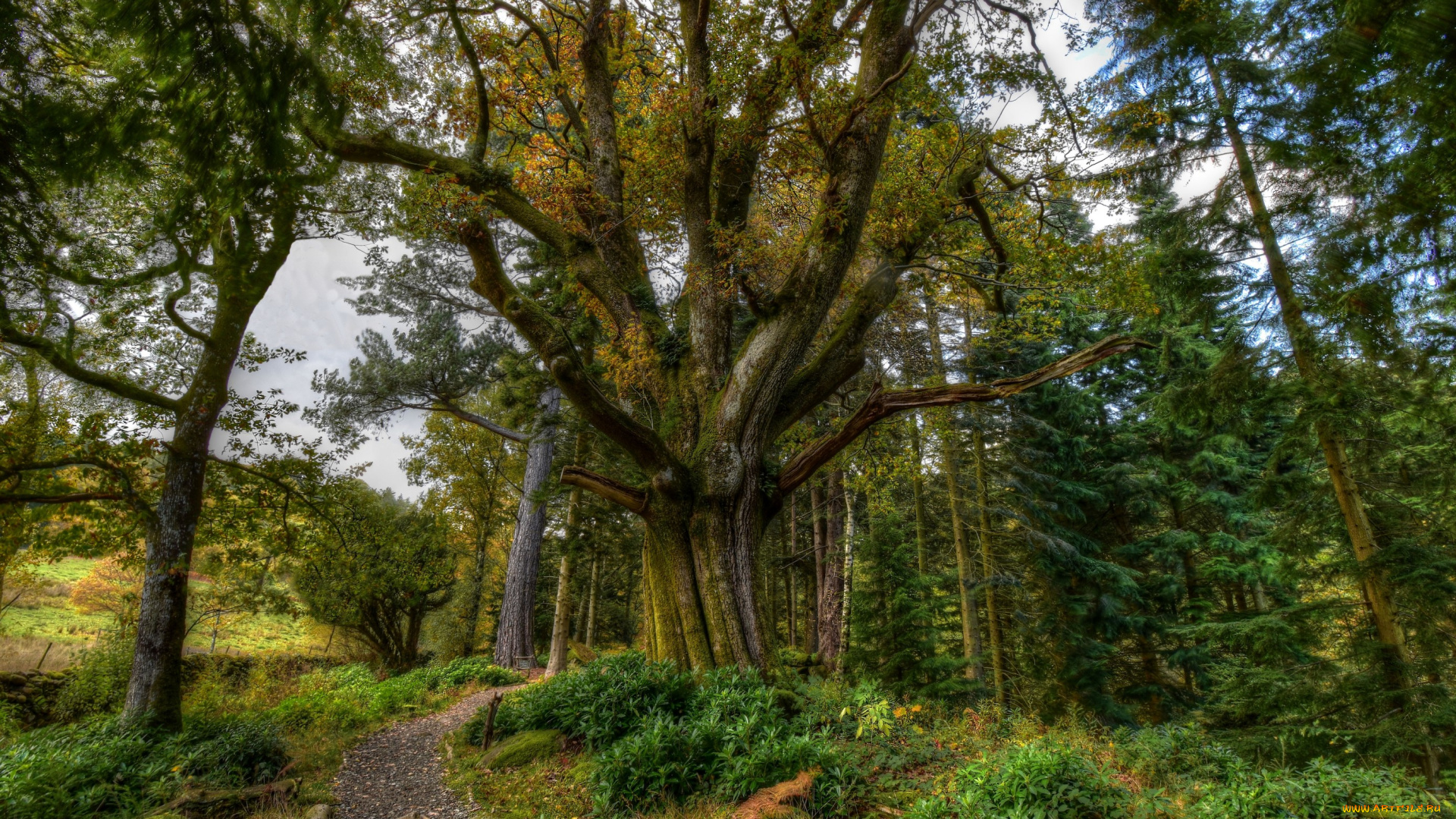 природа, лес, простор