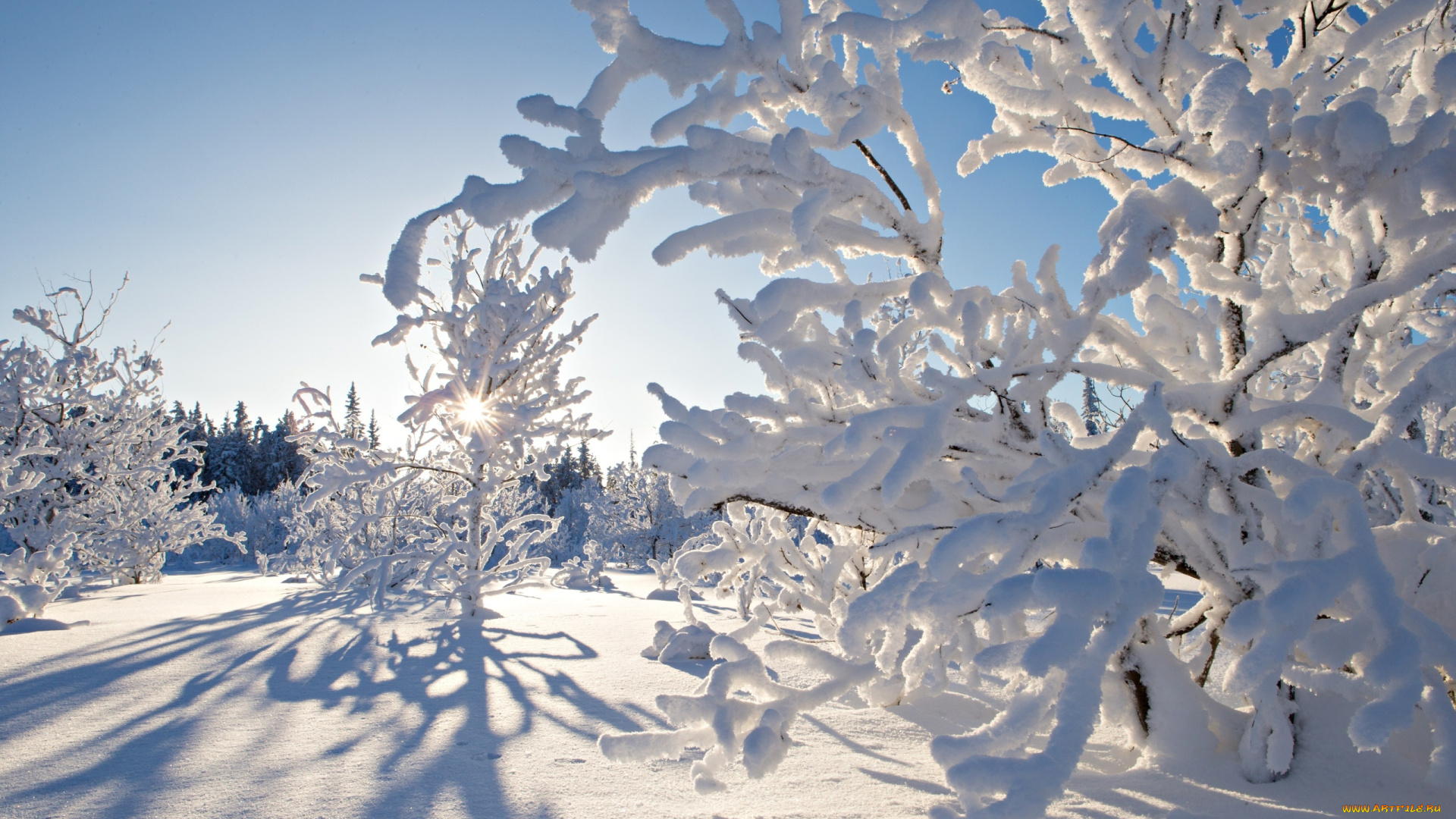 природа, зима, деревья, снег
