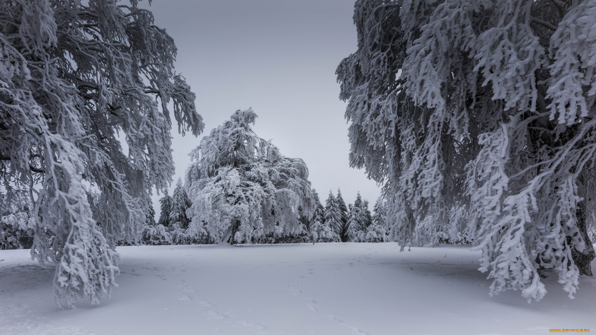 природа, зима, деревья, снег