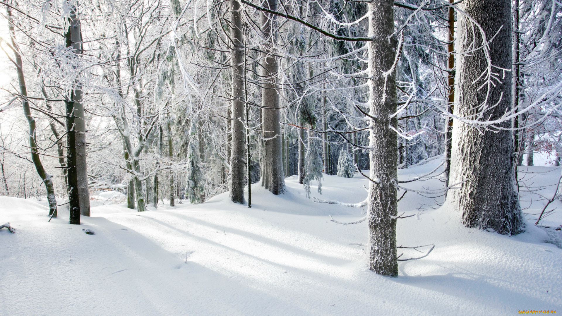 природа, зима, лес, холод