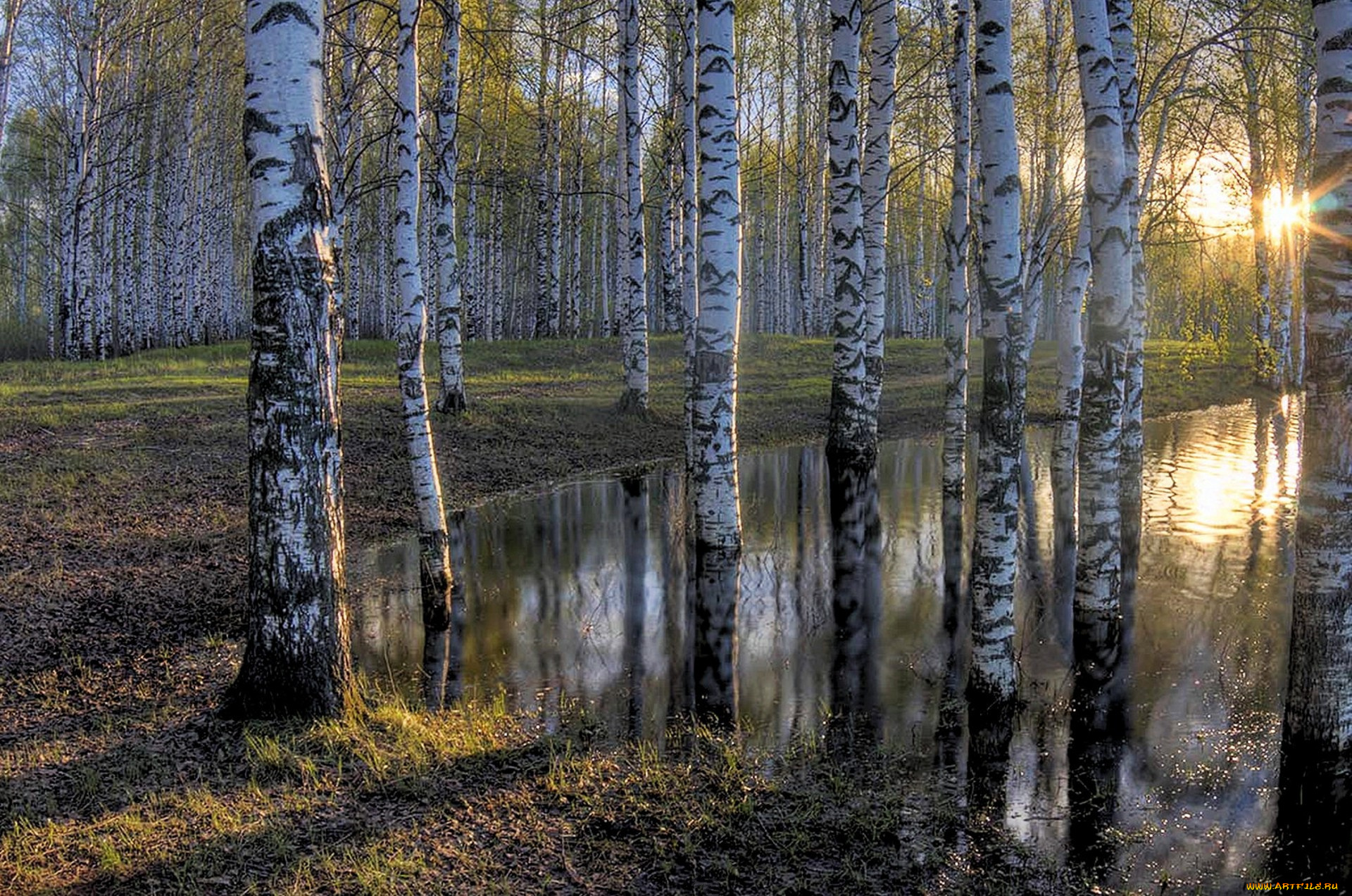 природа, лес, простор