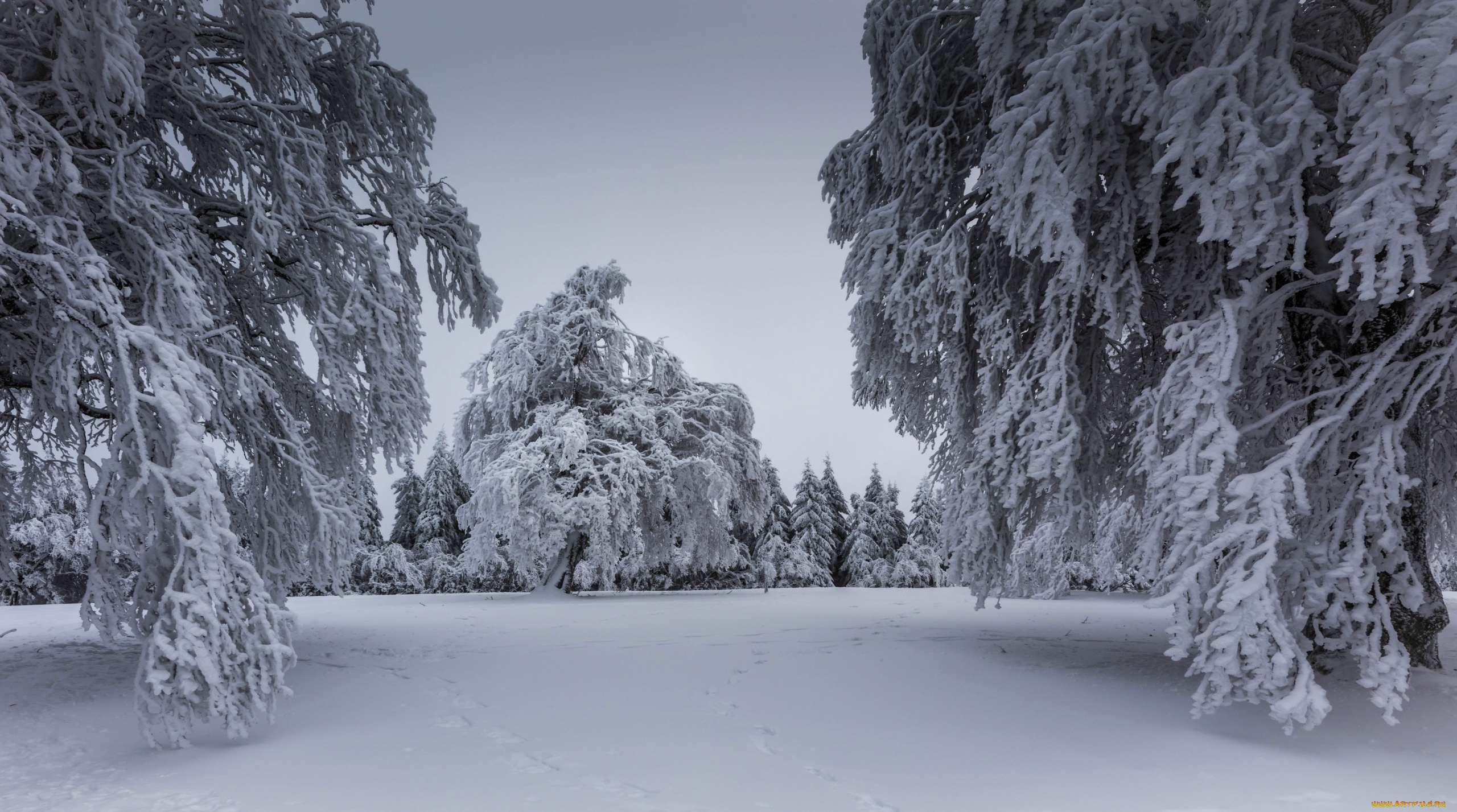 природа, зима, деревья, снег