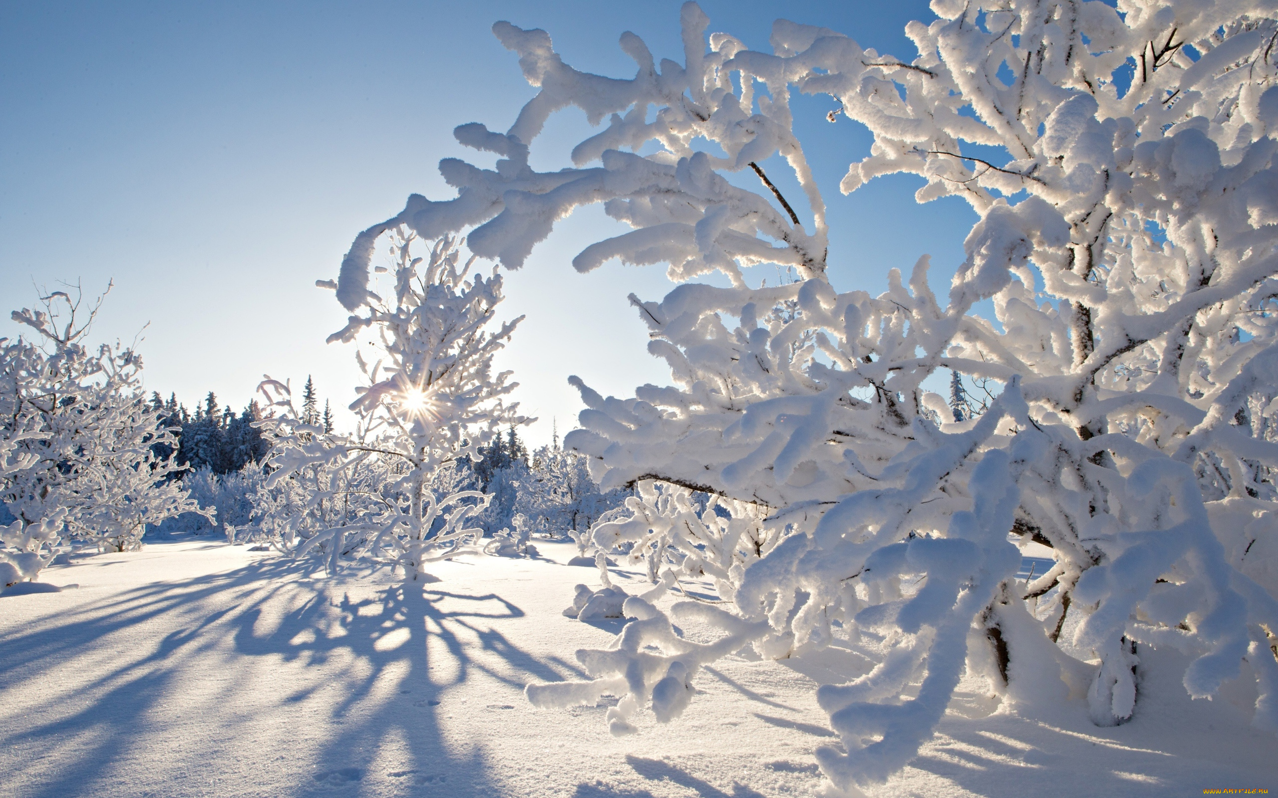природа, зима, деревья, снег