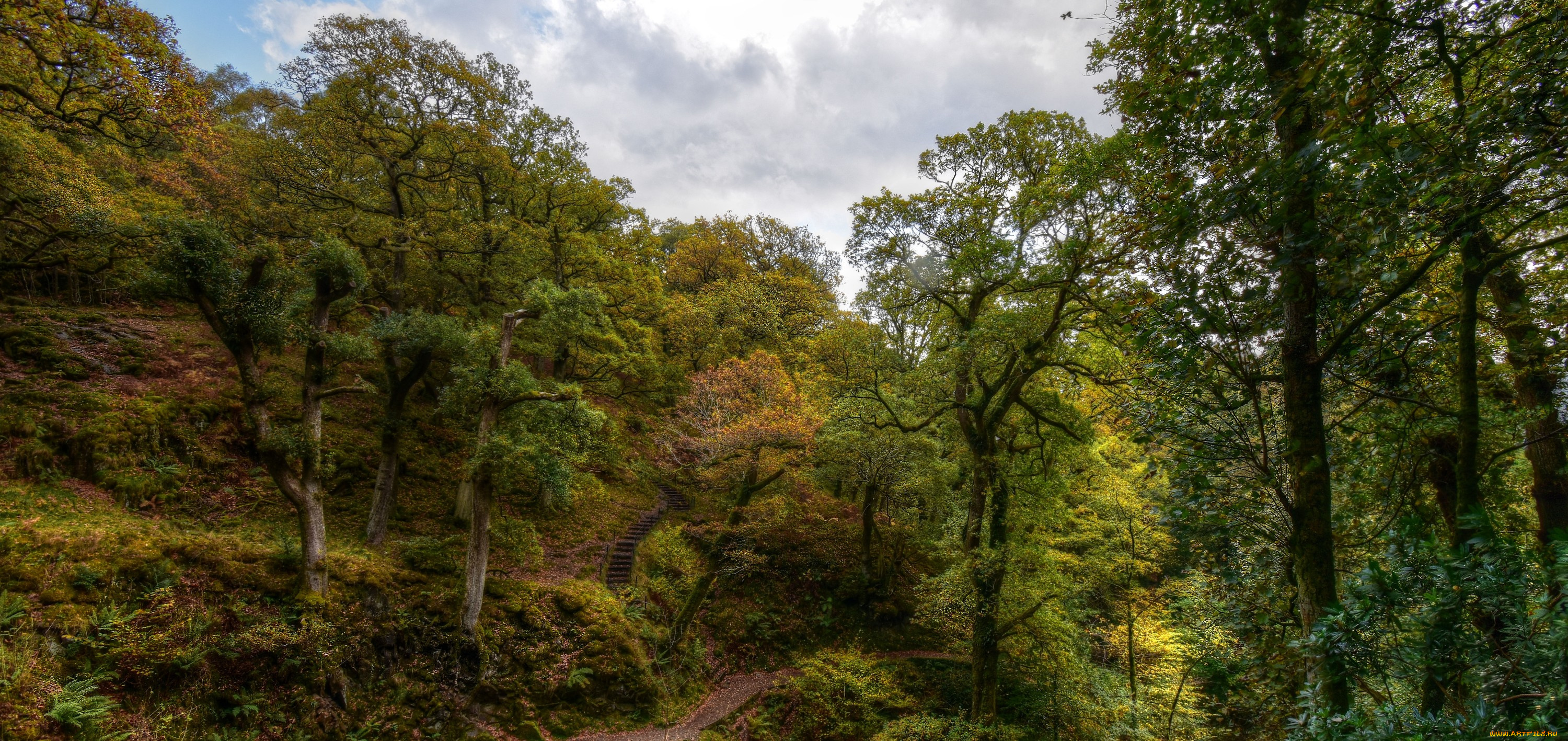 природа, лес, простор