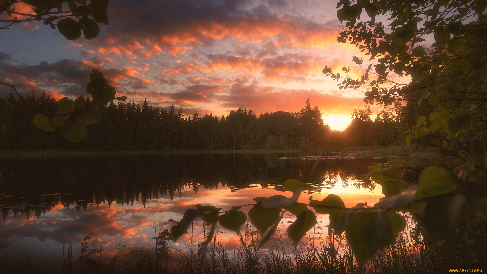 природа, реки, озера, закат, река, солнце, ветвь, листья, красота