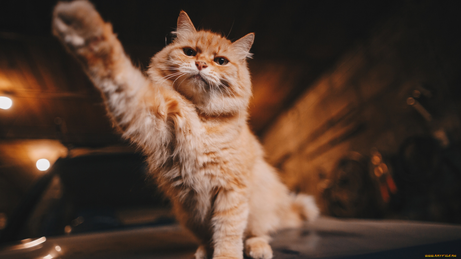 животные, коты, кот, лапка