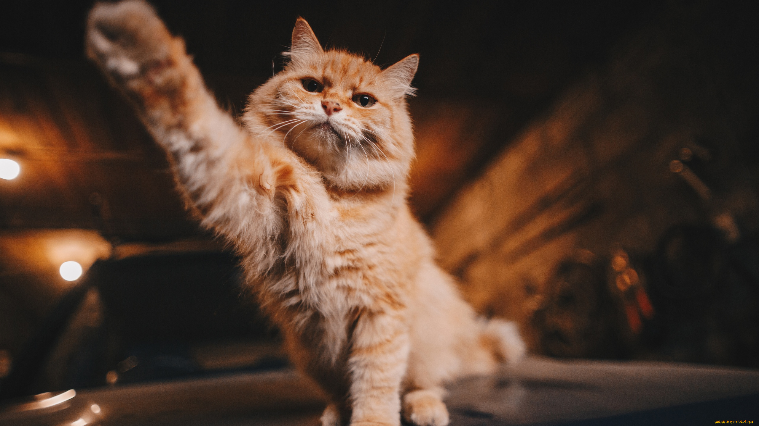 животные, коты, кот, лапка