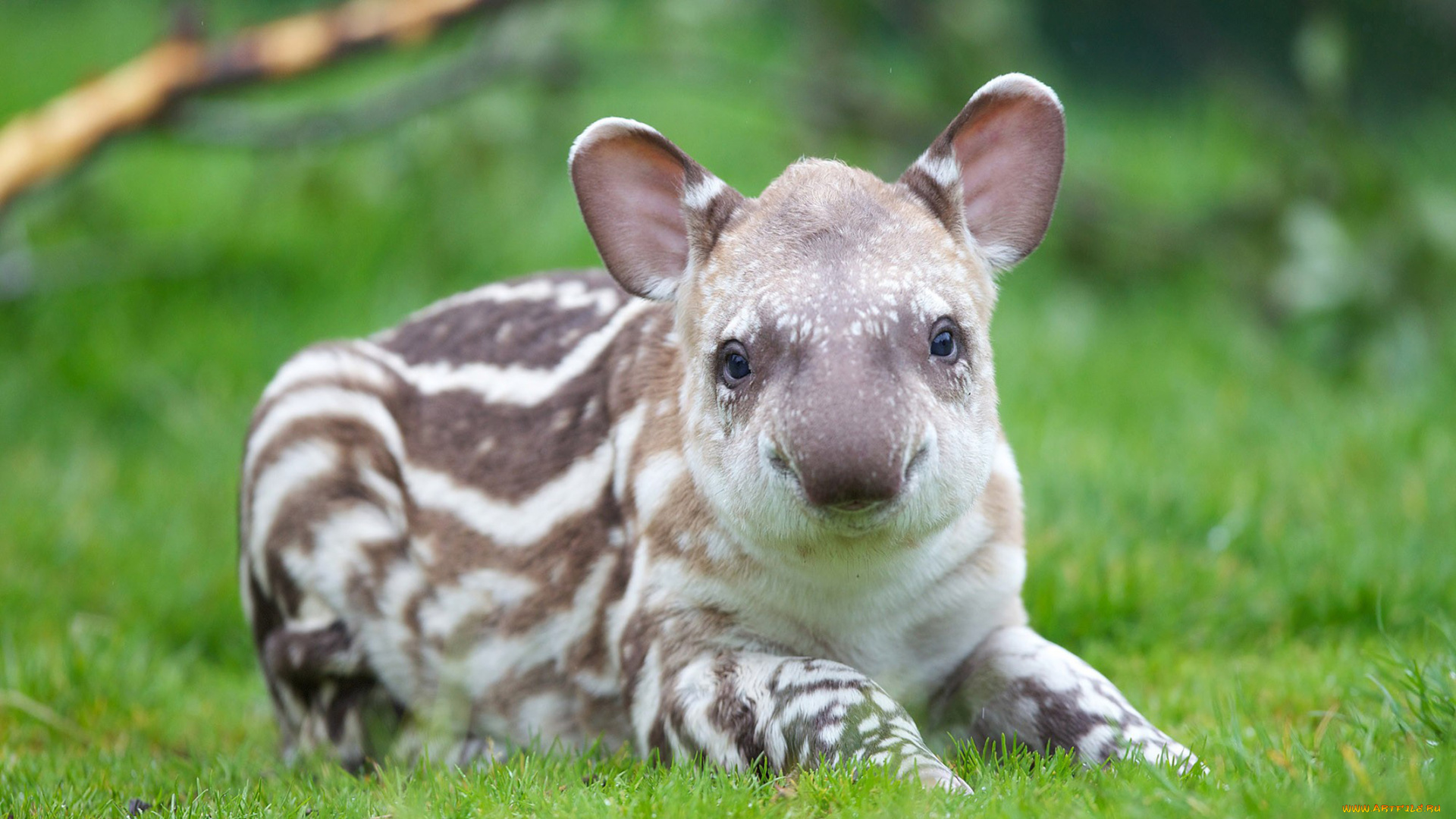 тапир, животные, тапиры, непарнокопытные, детёныш, пятнистый, млекопитающие, тапировые