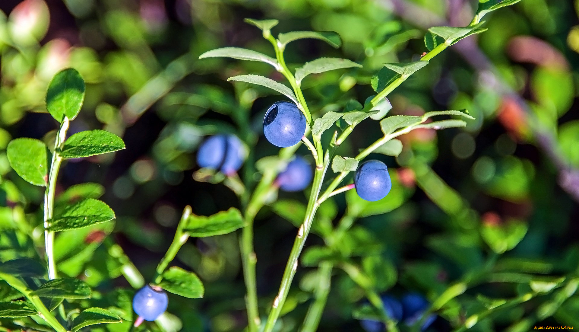природа, ягоды, черника