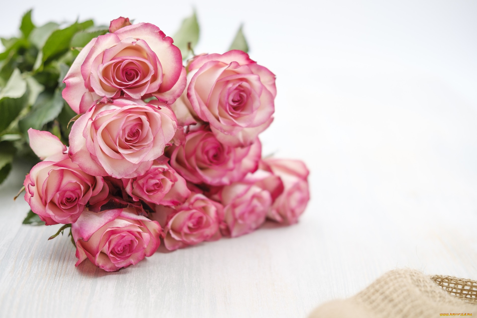 цветы, розы, розовые, бутоны