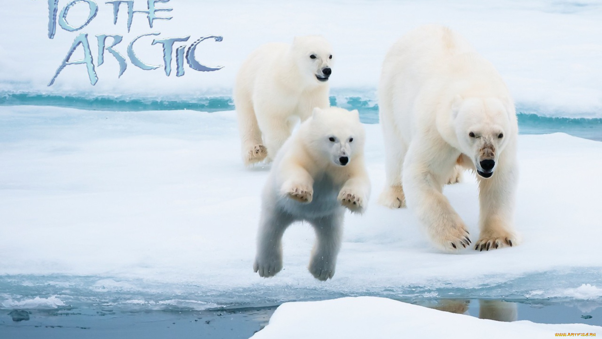 кино, фильмы, to, the, arctic, 3d, белые, медведи, арктика, льды