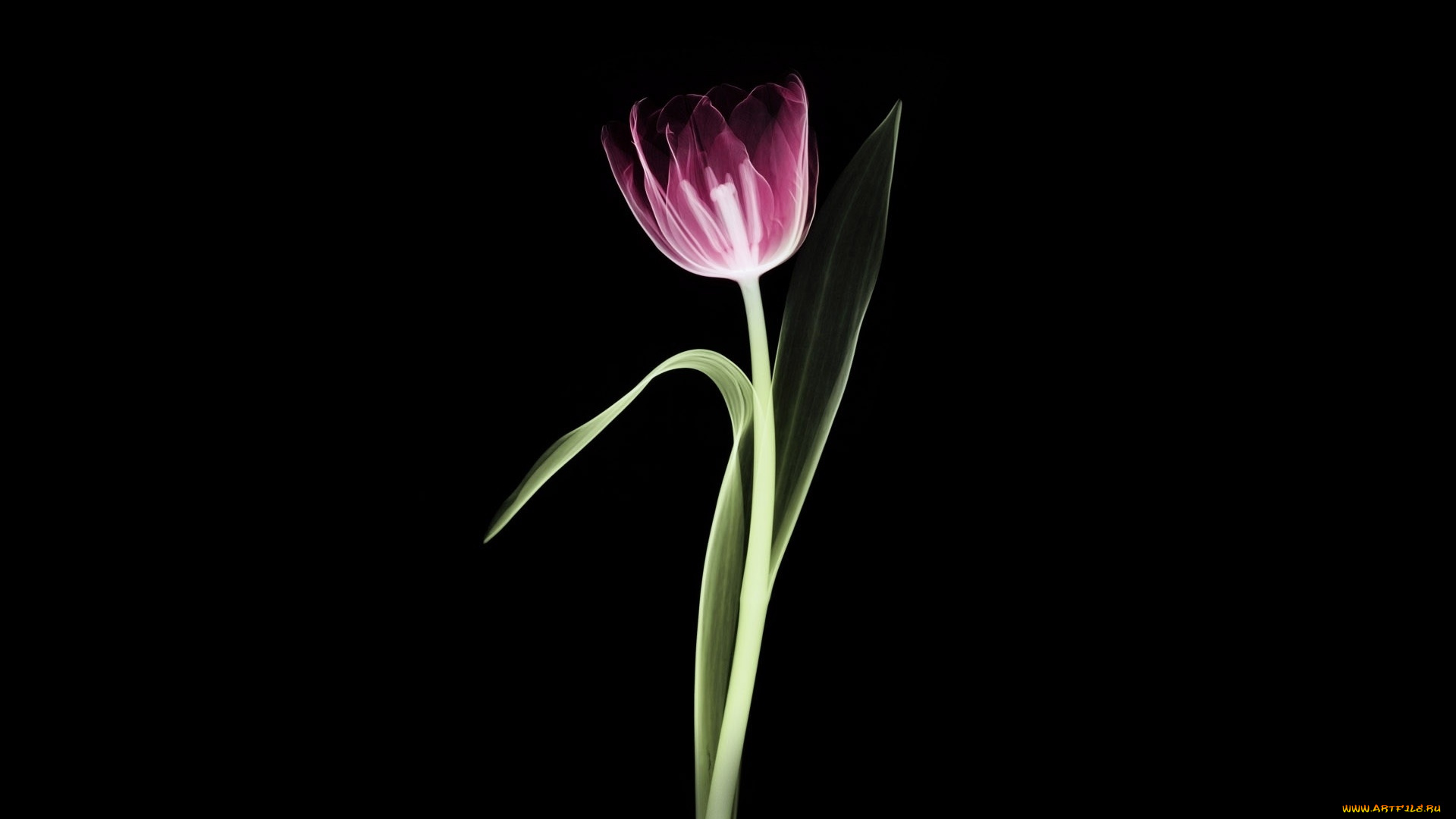 разное, кости, , рентген, цветок, тюльпан