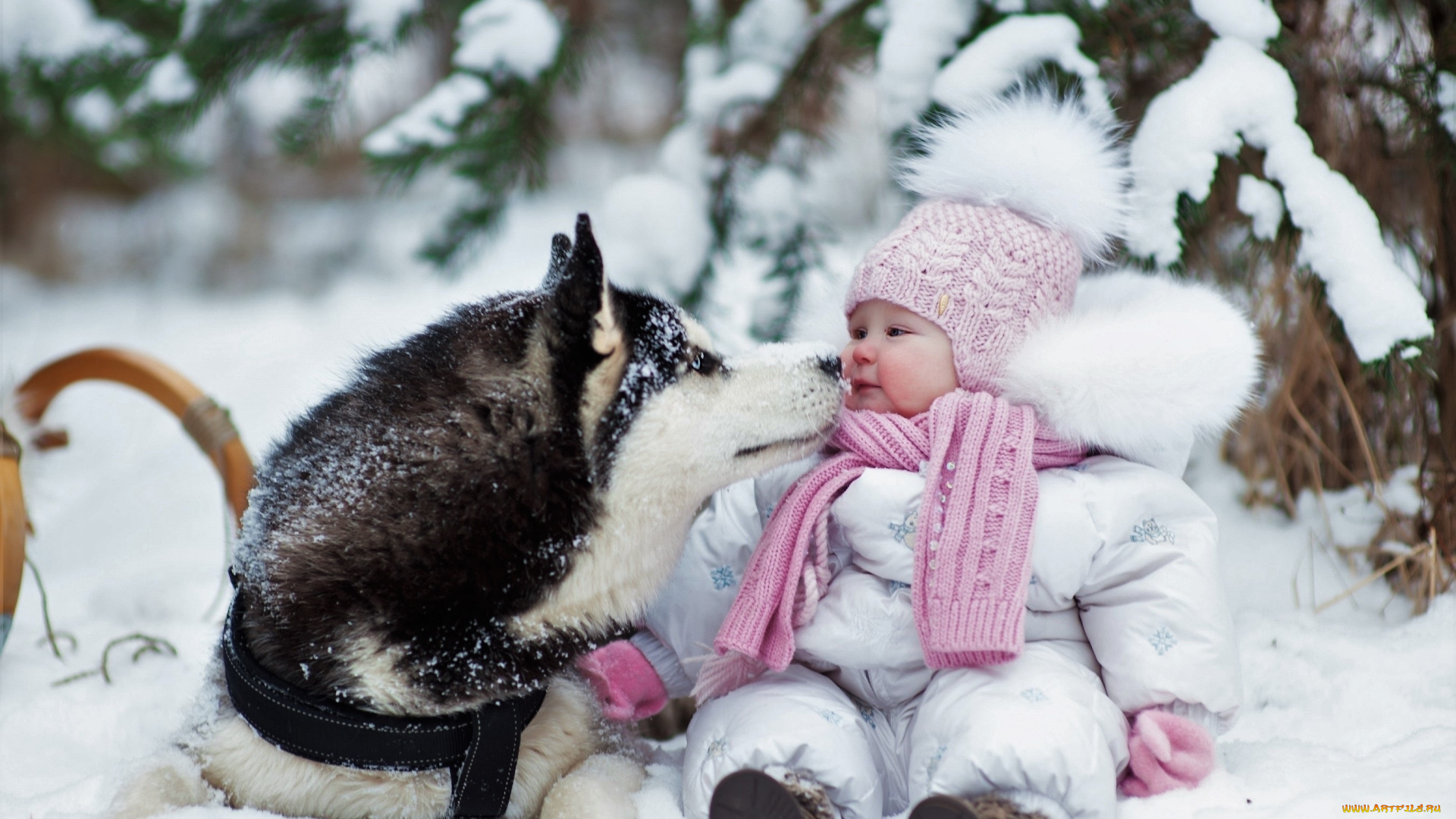 разное, дети, ребенок, собака, снег