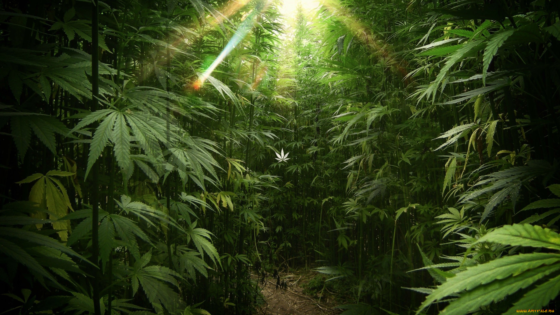 природа, другое, солнце, лучи, конопля, заросли