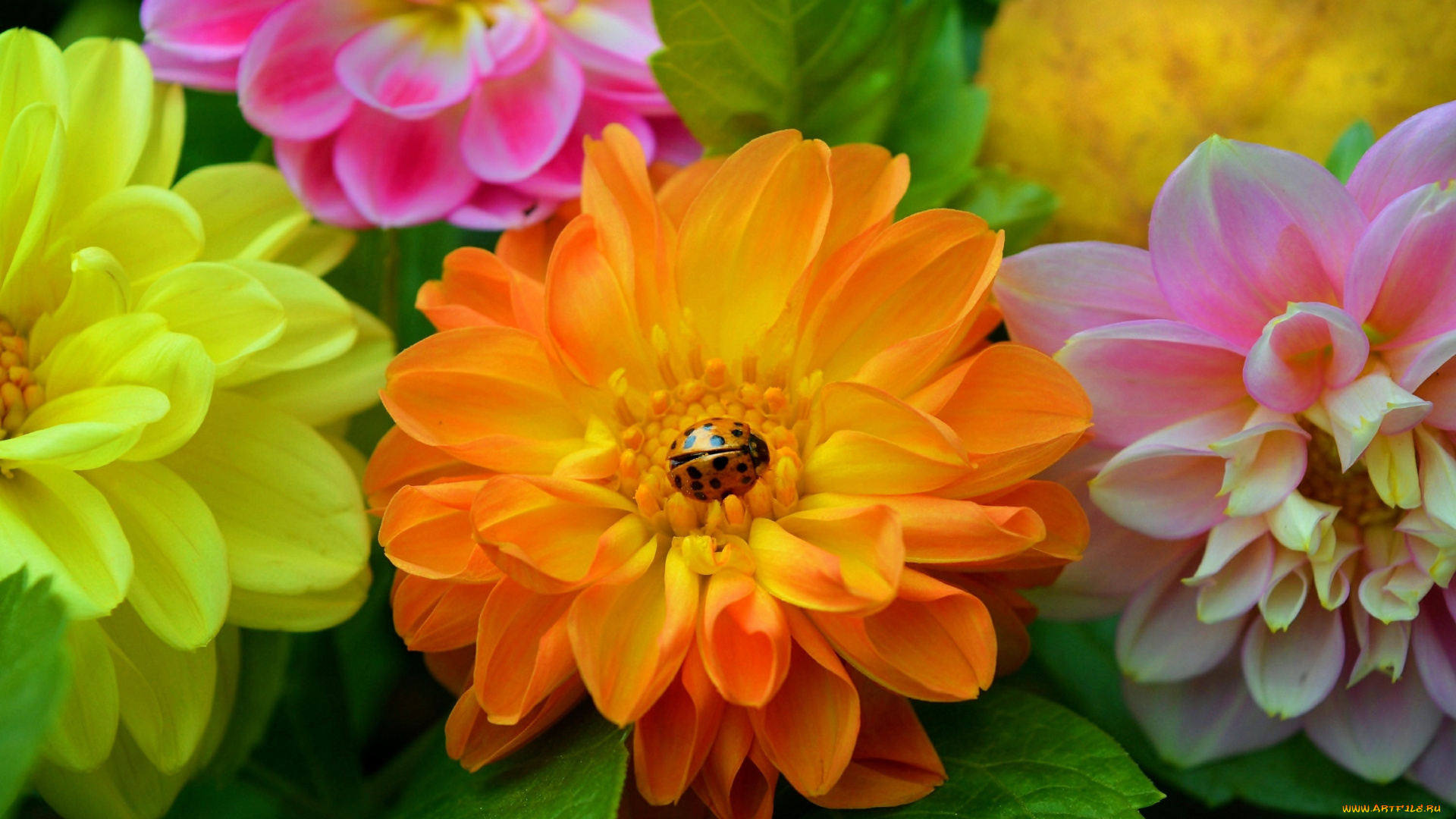 цветы, георгины