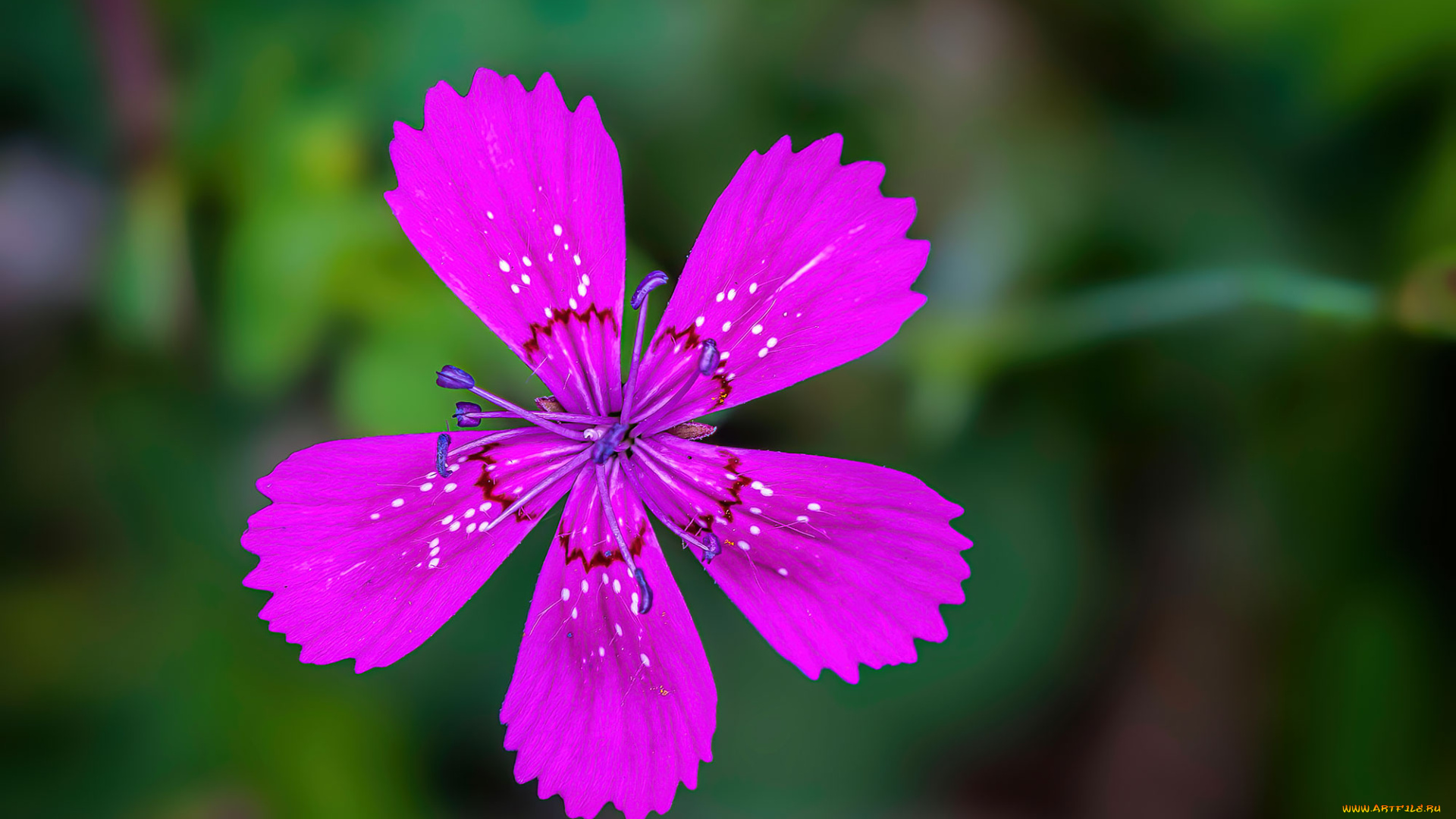 цветы, гвоздики, цветок