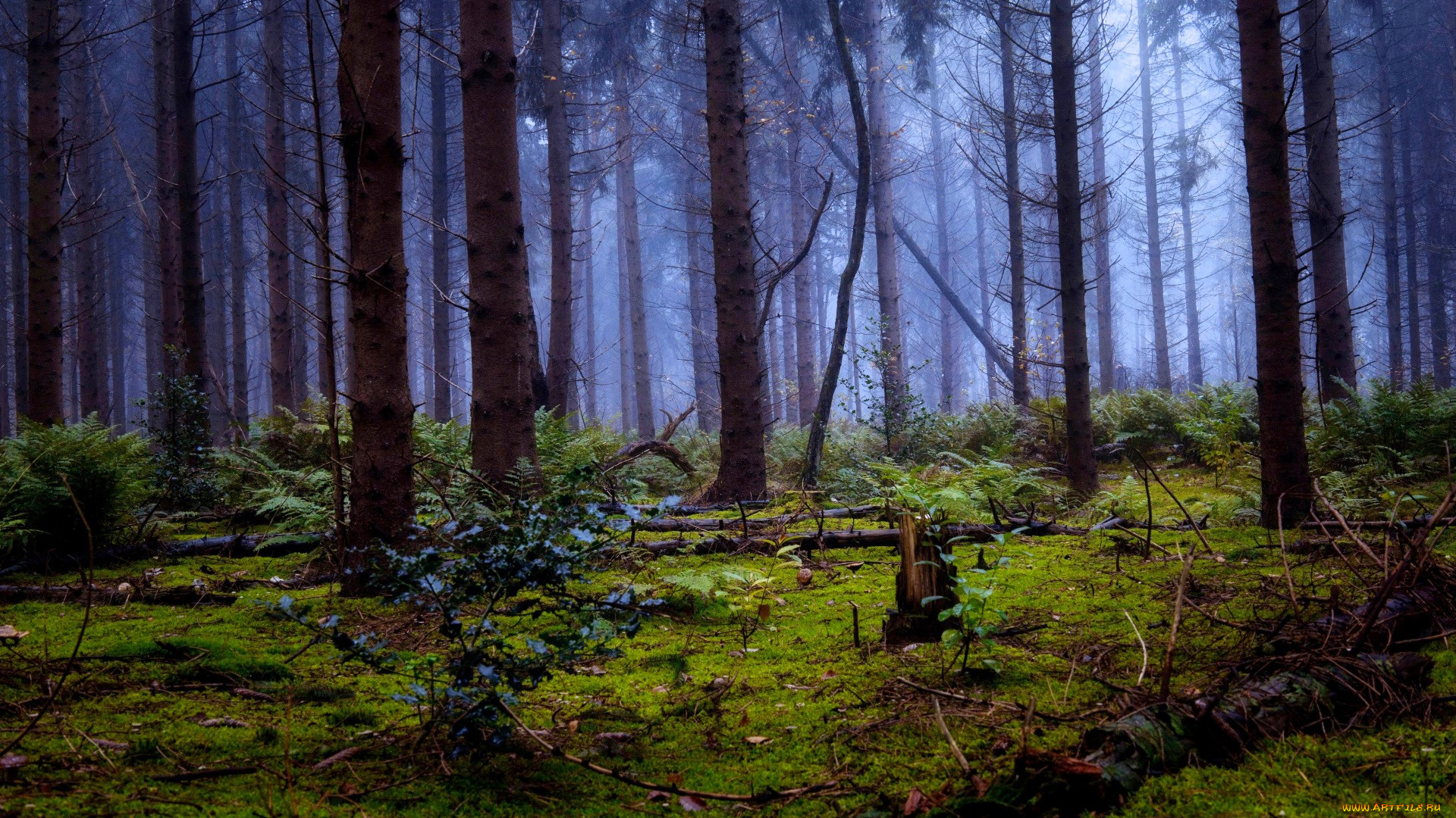 природа, лес, мох, бревна