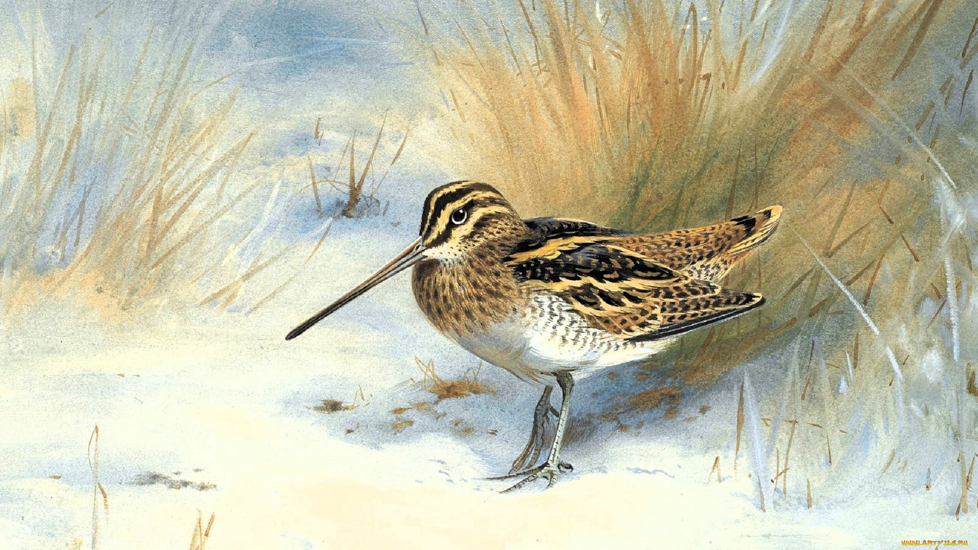 рисованное, archibald, thorburn, вальдшнеп, трава, снег