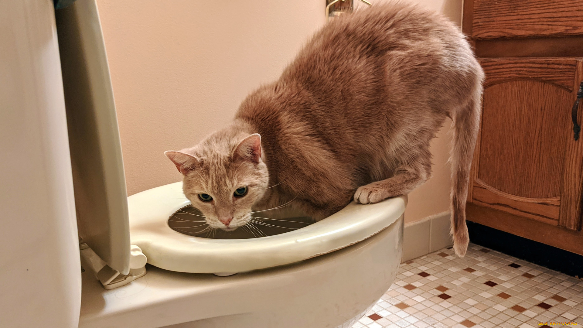 животные, коты, кот, кошка