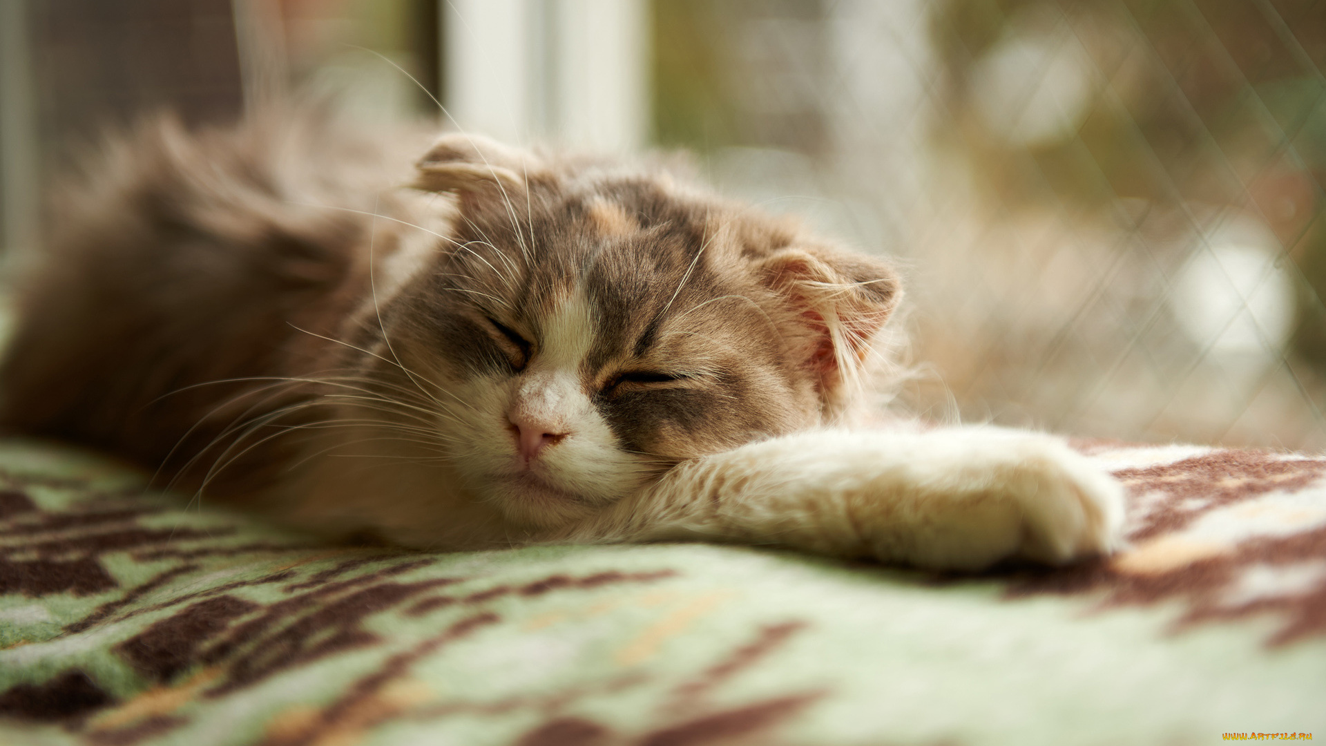 животные, коты, кот, кошка