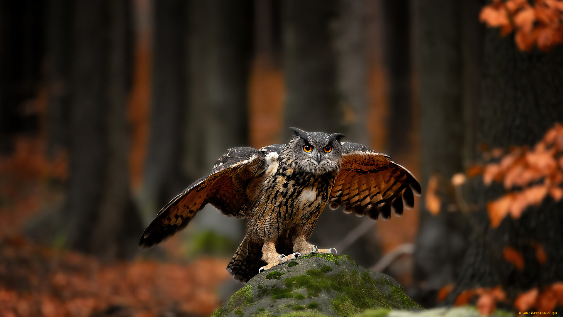 животные, совы, cова, хищная, птица, дикая, природа, лeс
