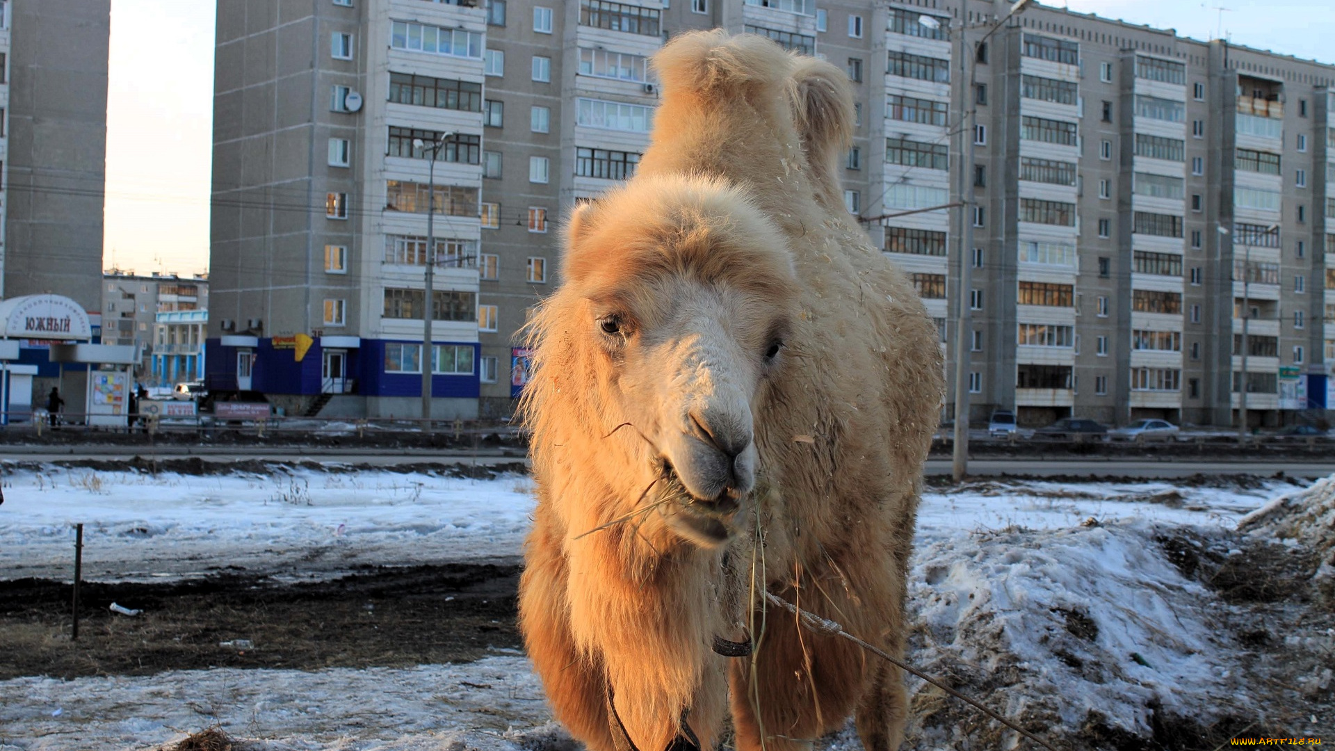 животные, верблюды, верблюд, снег, дома