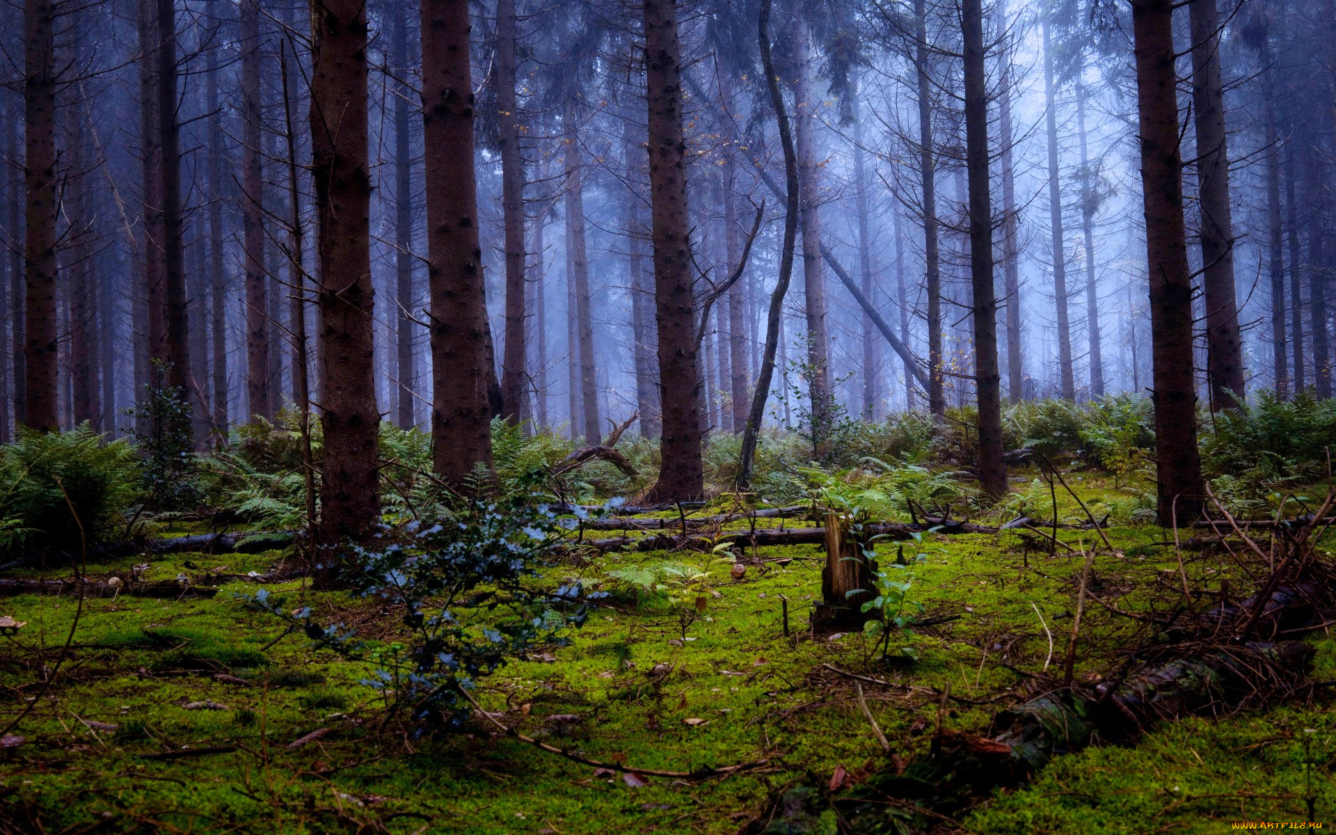 природа, лес, мох, бревна