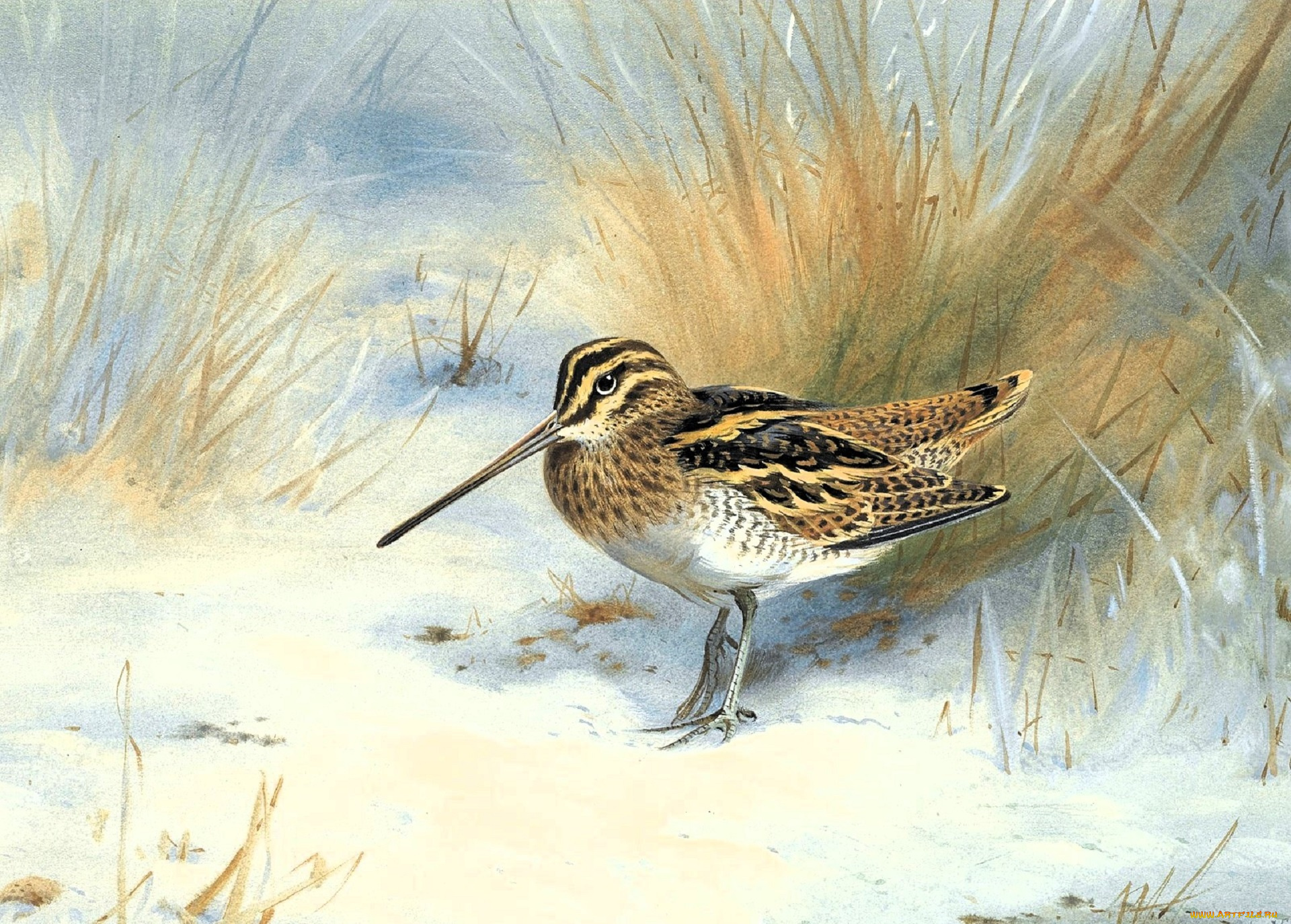 рисованное, archibald, thorburn, вальдшнеп, трава, снег