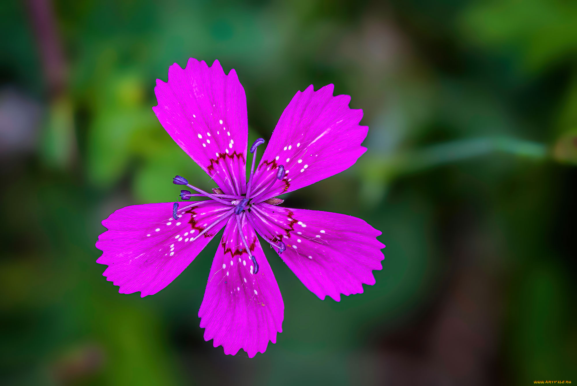 цветы, гвоздики, цветок